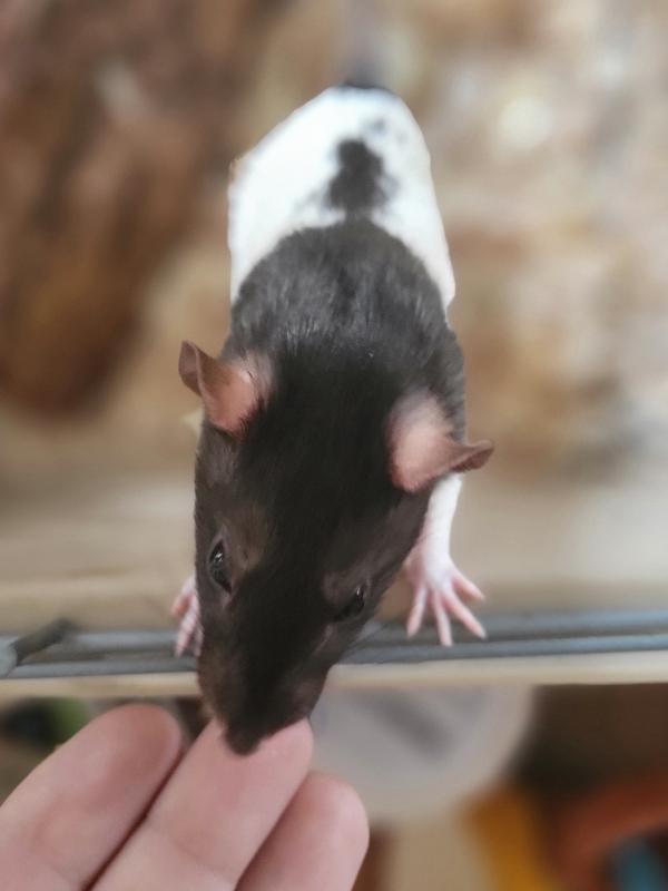 Taco, Babyist, Churro & Crunchwrap, Adoptable, Adult Female Rat.