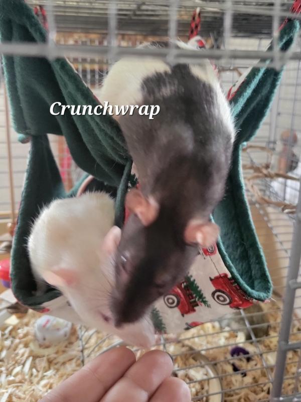 Enlarge Taco, Babyist, Churro & Crunchwrap, a Adoptable Rat in Dedham, MA image 2/4