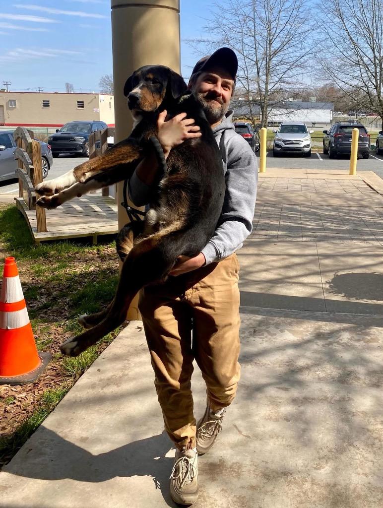 Morgan, Adoptable, Adult Male Shepherd.