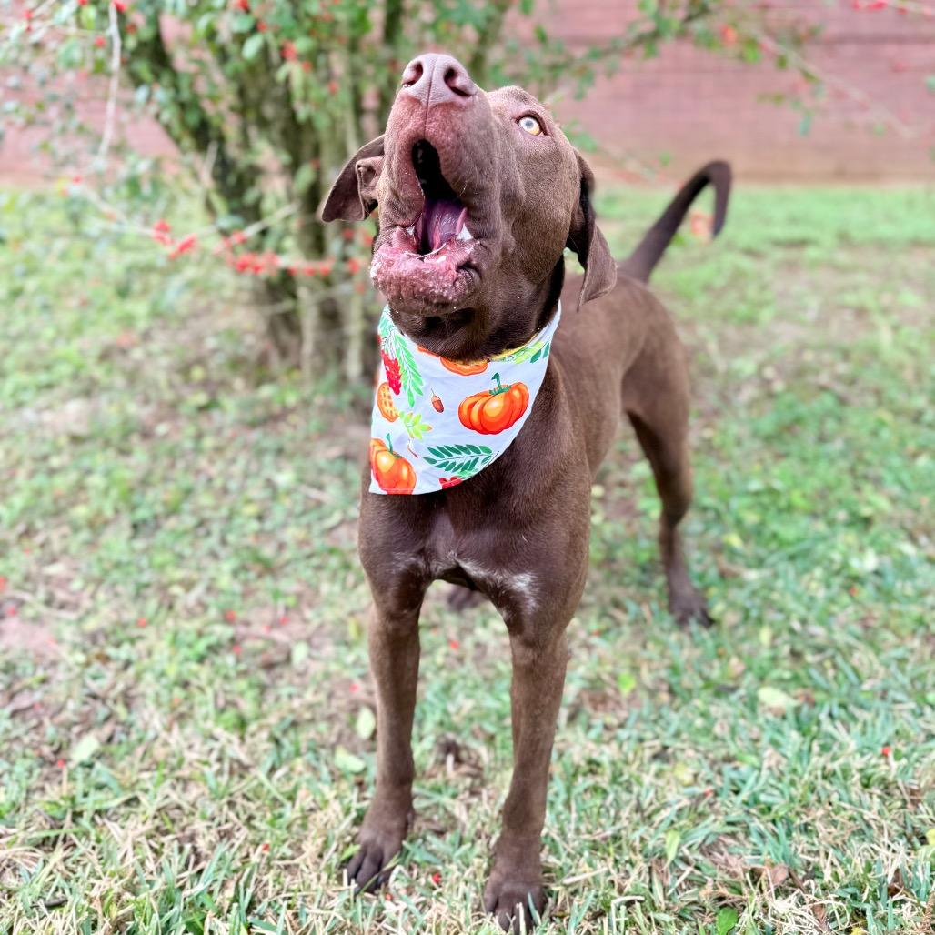 Slade — thumbnail 4