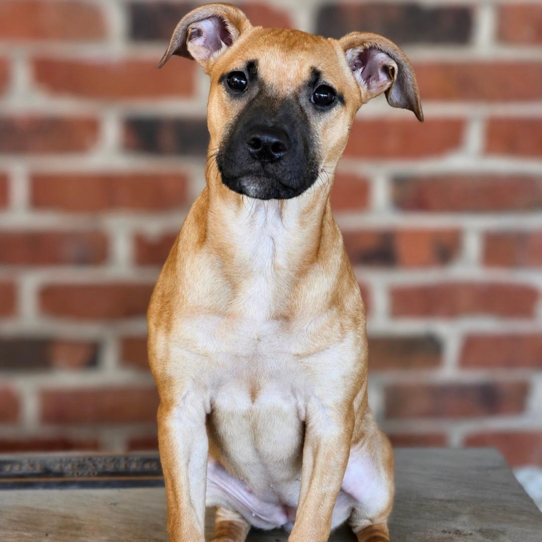 Enlarge Summerlyn, a ADOPTABLE Mixed Breed in Phenix City, AL image 1/1