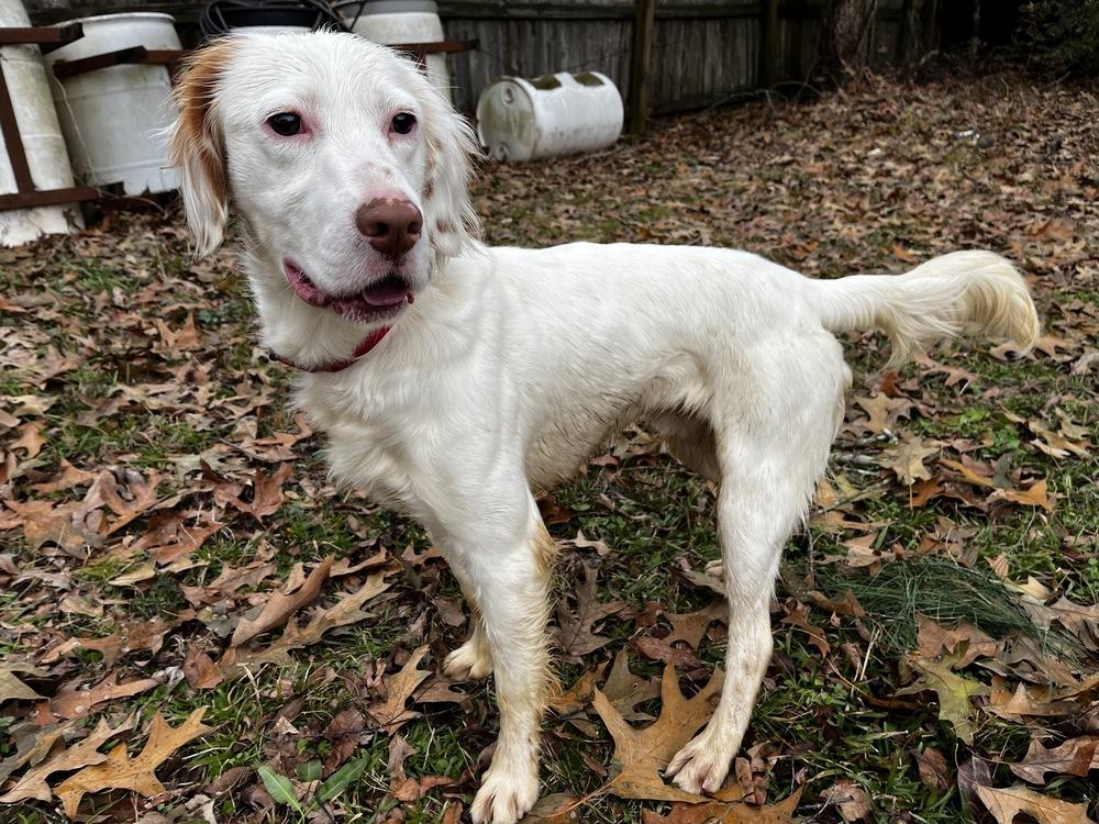Intake Test Dog - Jamie, Adopted, Senior Female English Setter.