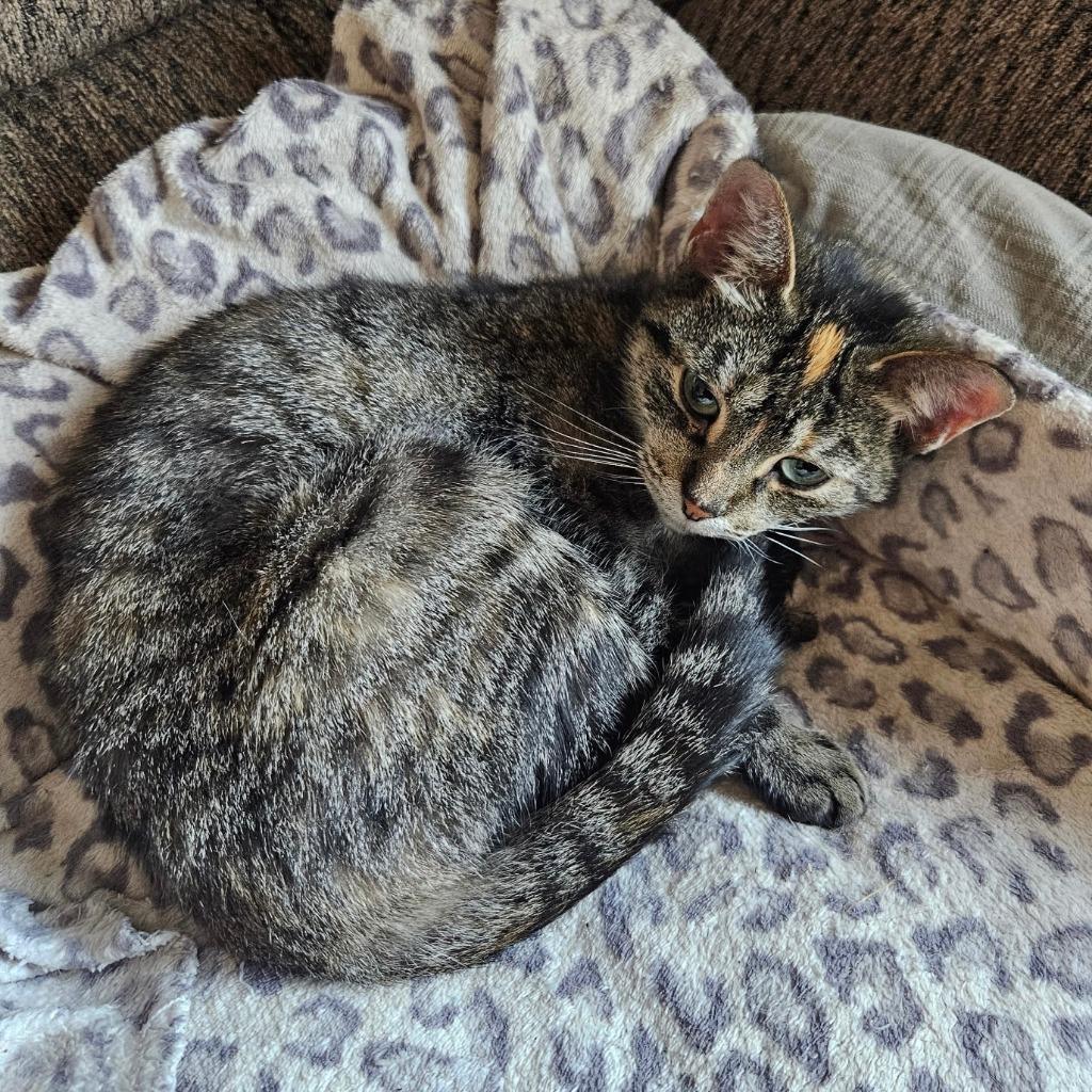 Moe, Adoptable, Senior Female Domestic Short Hair.