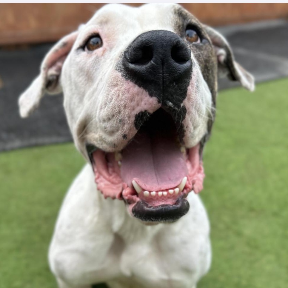 Sebastian thumbnail 2