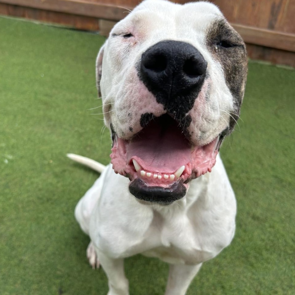 Sebastian thumbnail 3