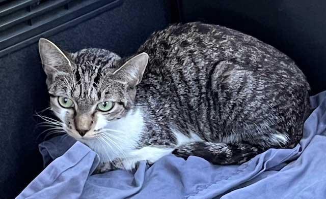 TIGER TINA, a Adoptable Tabby in Franklin, TN image 1/2