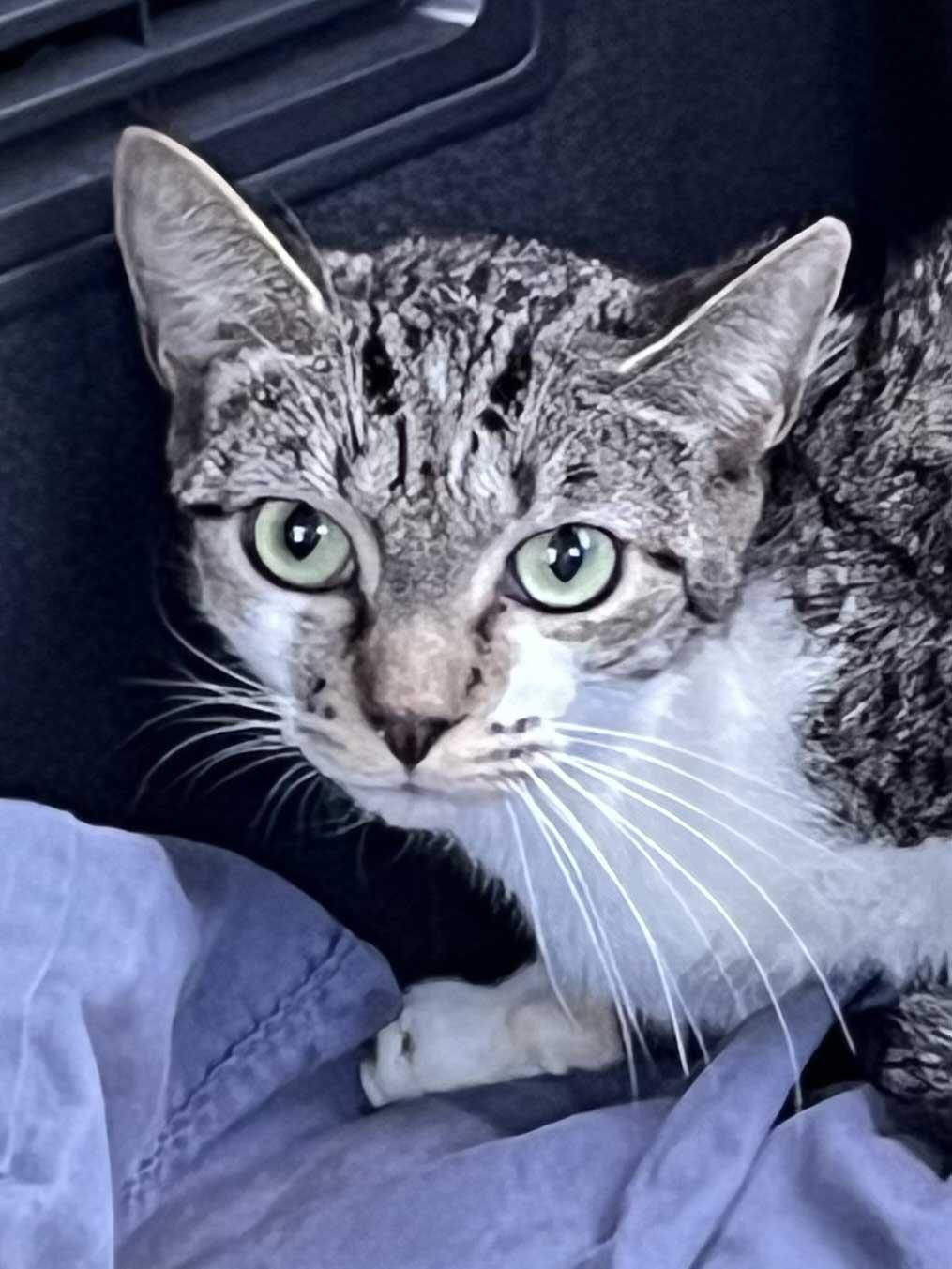 TIGER TINA, a Adoptable Tabby in Franklin, TN image 2/2