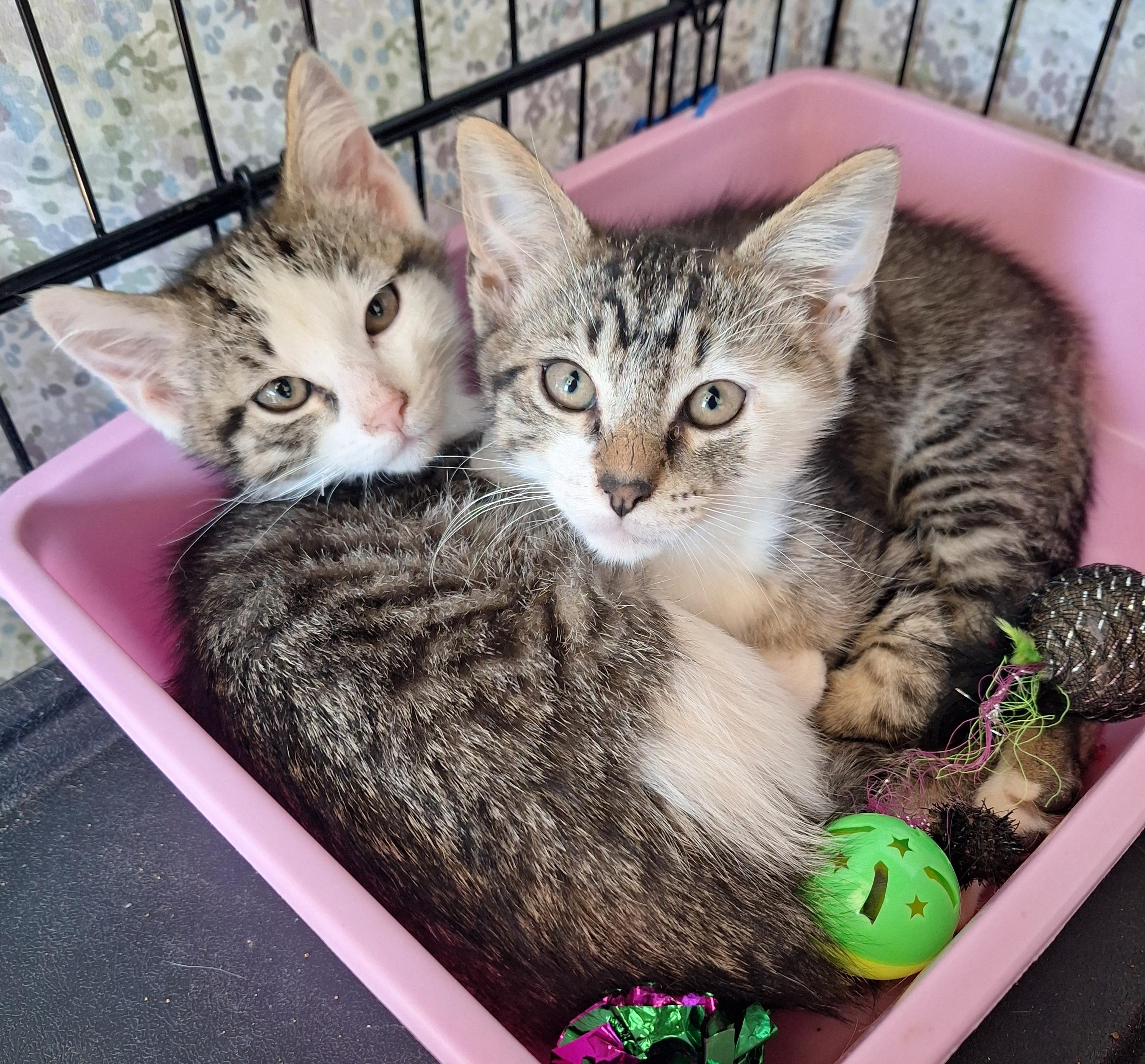 Enlarge Jake and Elwood, a Adoptable Domestic Short Hair in Reno, NV image 6/6