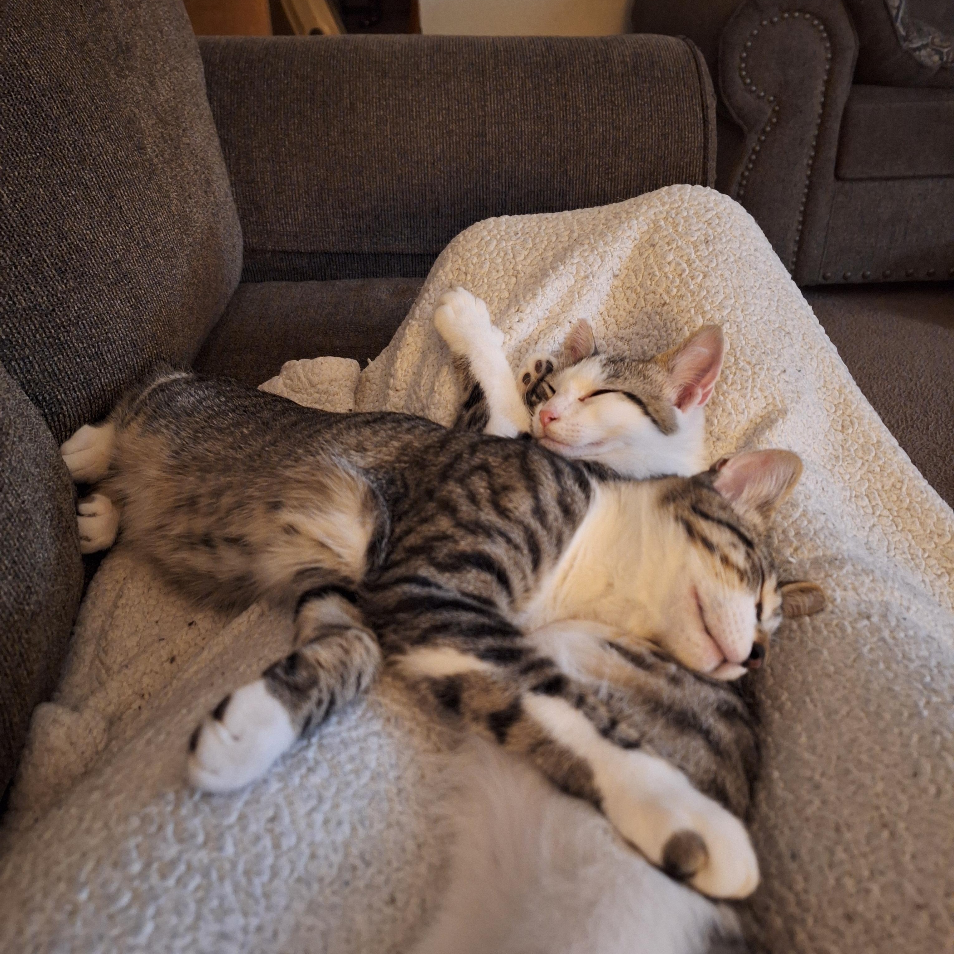 Jake and Elwood, Adoptable, Kitten Male Domestic Short Hair.