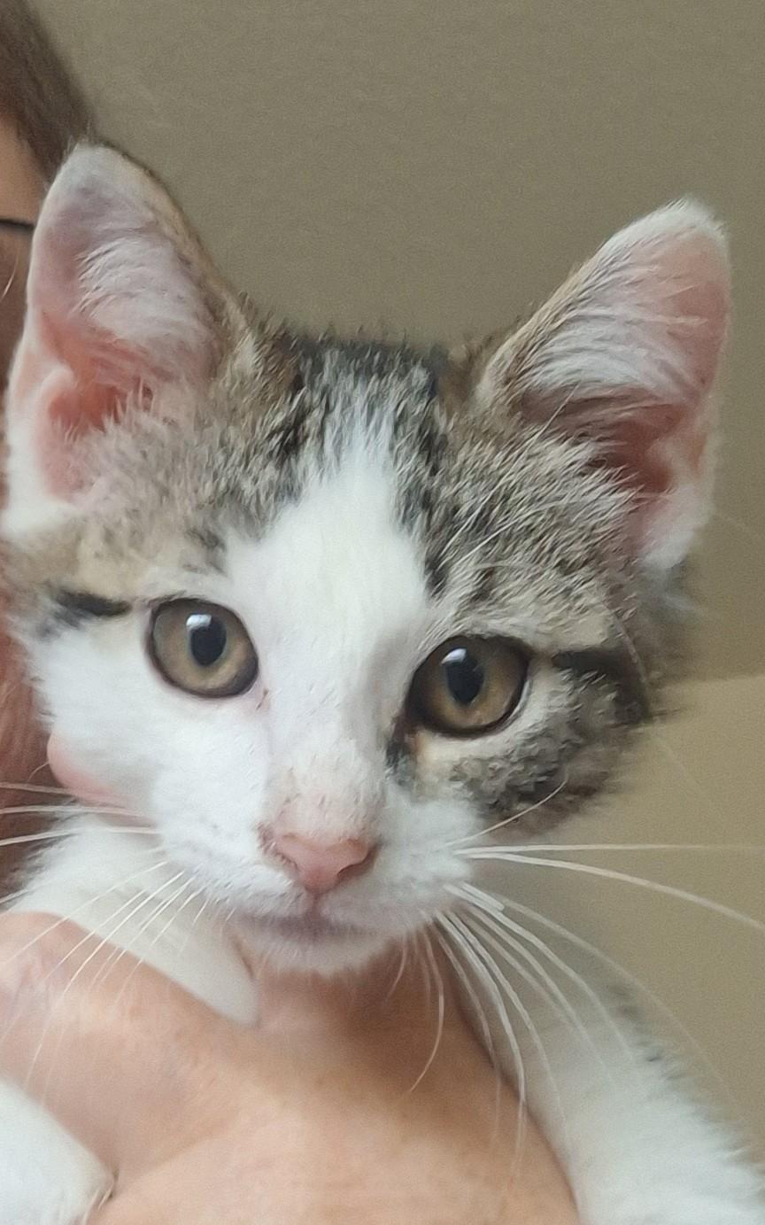 Enlarge Jake and Elwood, a Adoptable Domestic Short Hair in Reno, NV image 2/6