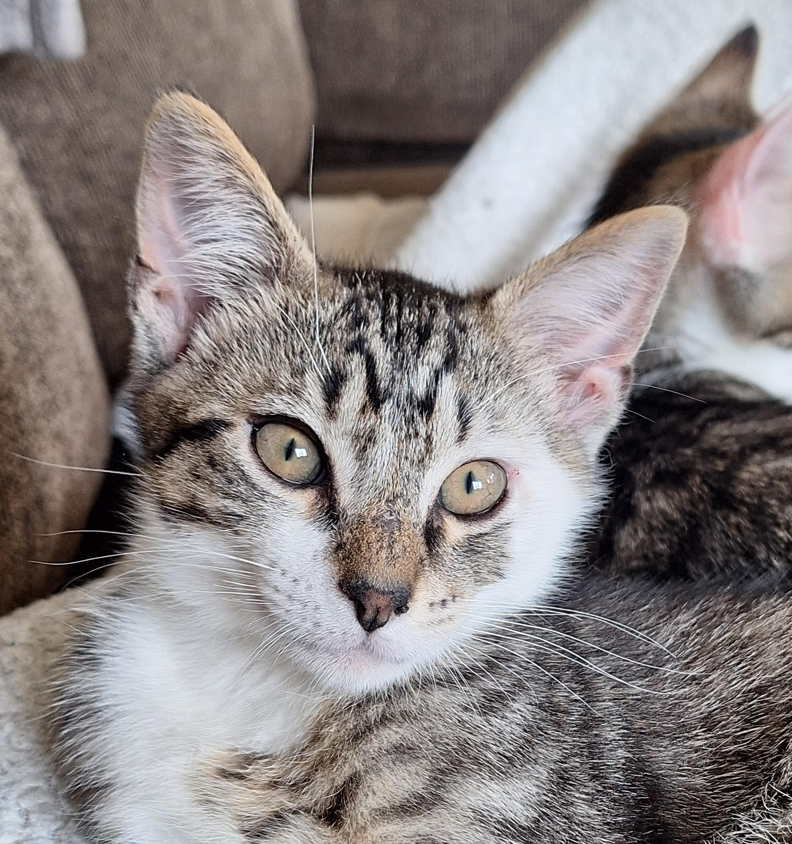 Enlarge Jake and Elwood, a Adoptable Domestic Short Hair in Reno, NV image 3/6