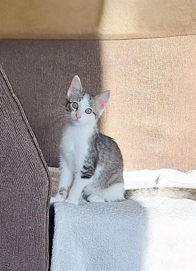 Enlarge Jake and Elwood, a Adoptable Domestic Short Hair in Reno, NV image 4/6