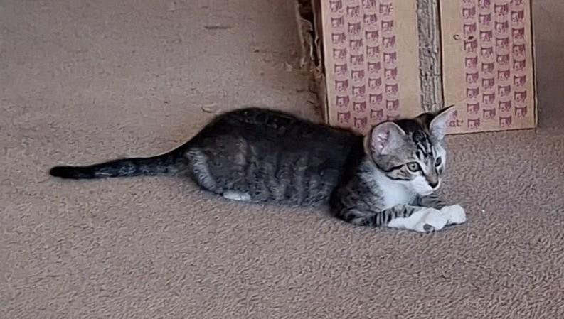 Enlarge Jake and Elwood, a Adoptable Domestic Short Hair in Reno, NV image 5/6