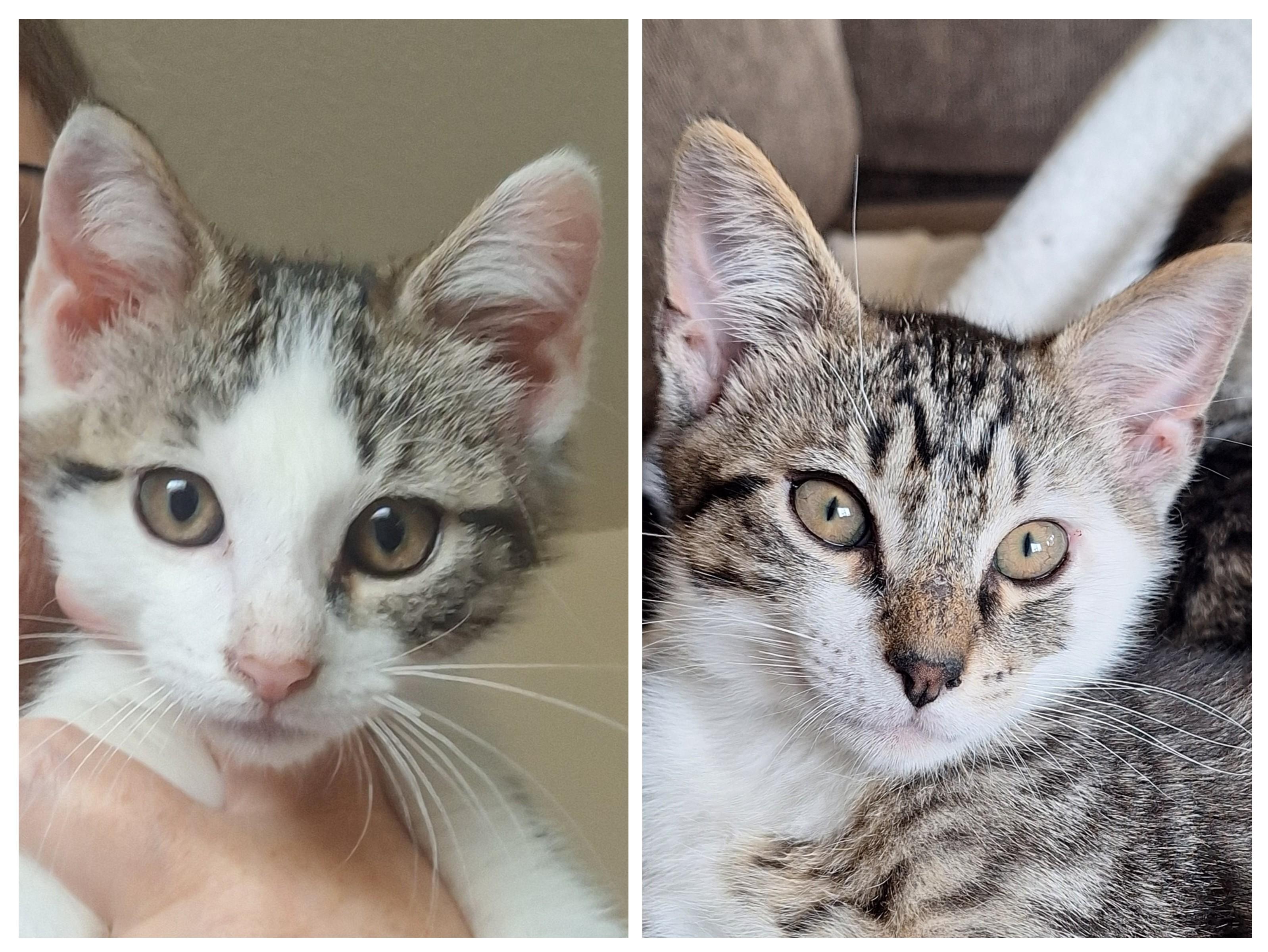 Jake and Elwood, Adoptable, Kitten Male Domestic Short Hair.