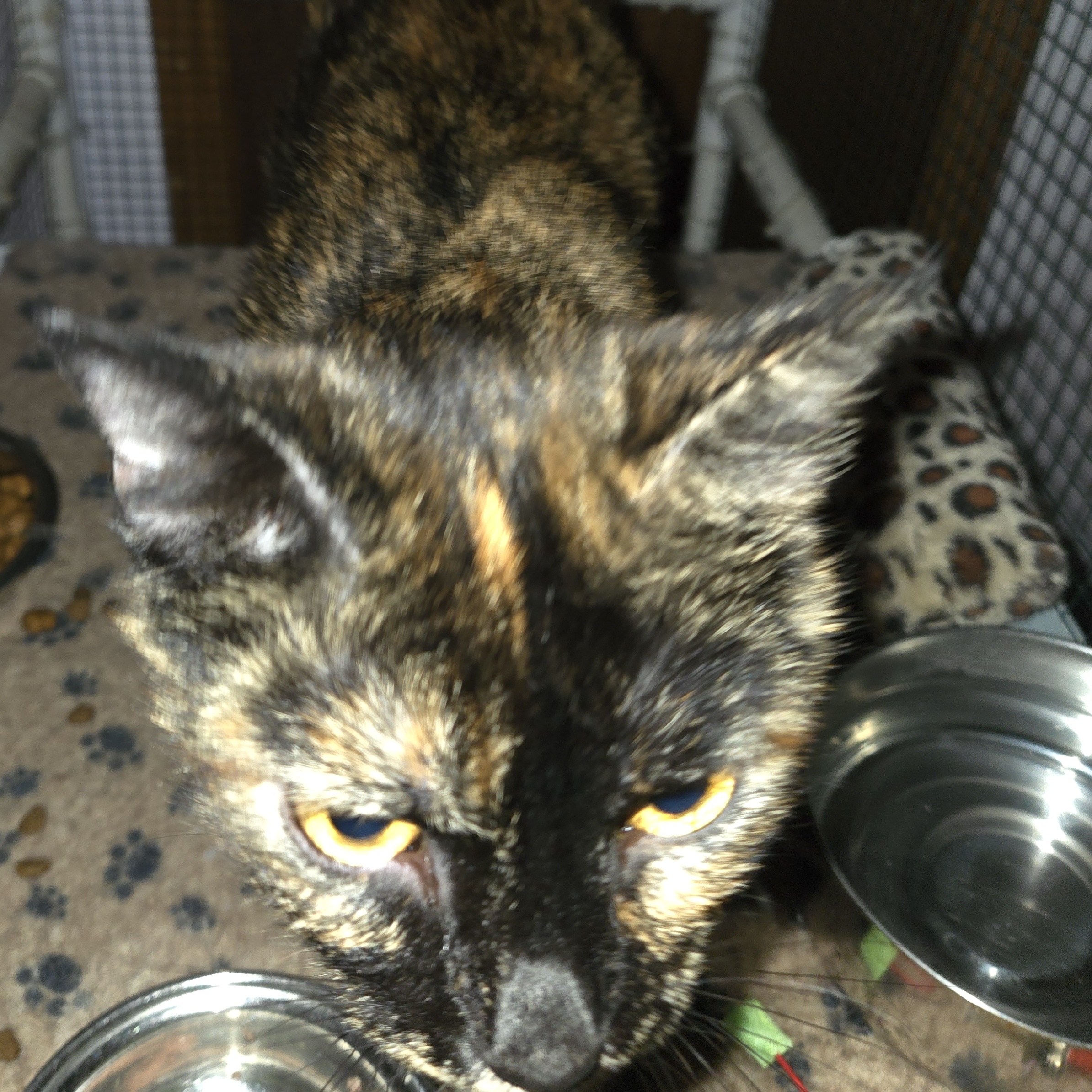 Enlarge Pasta, a Adoptable Domestic Short Hair in Dacula, GA image 1/2