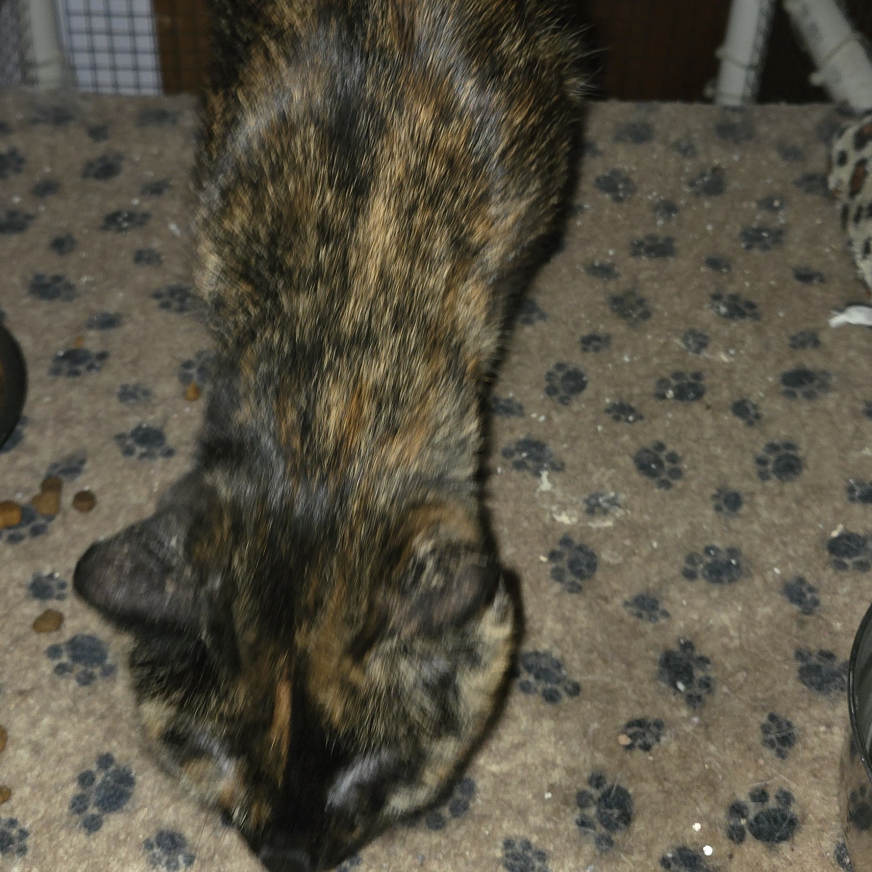 Enlarge Pasta, a Adoptable Domestic Short Hair in Dacula, GA image 2/2