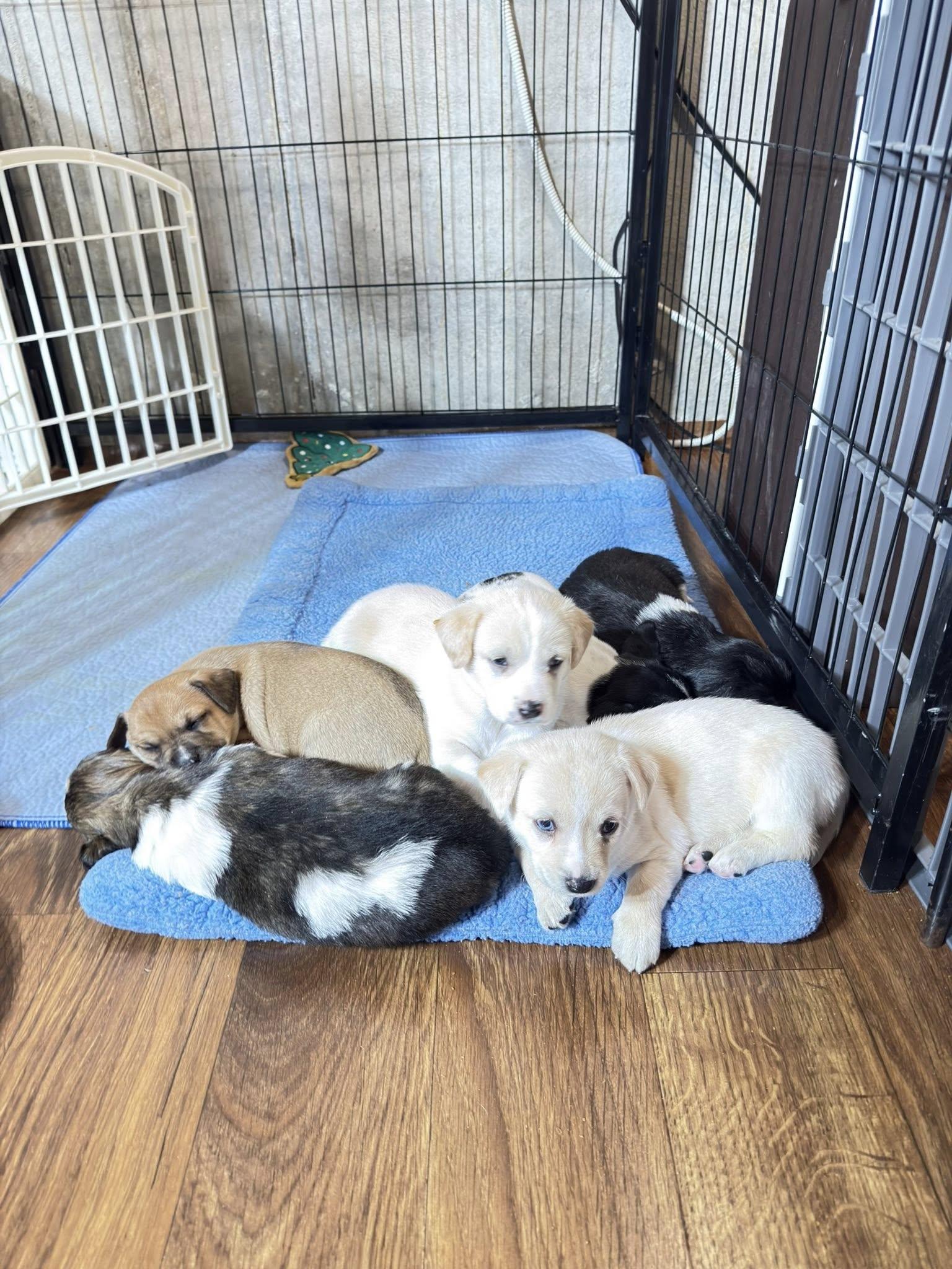 Bobby, Adoptable, Puppy Male Dachshund.