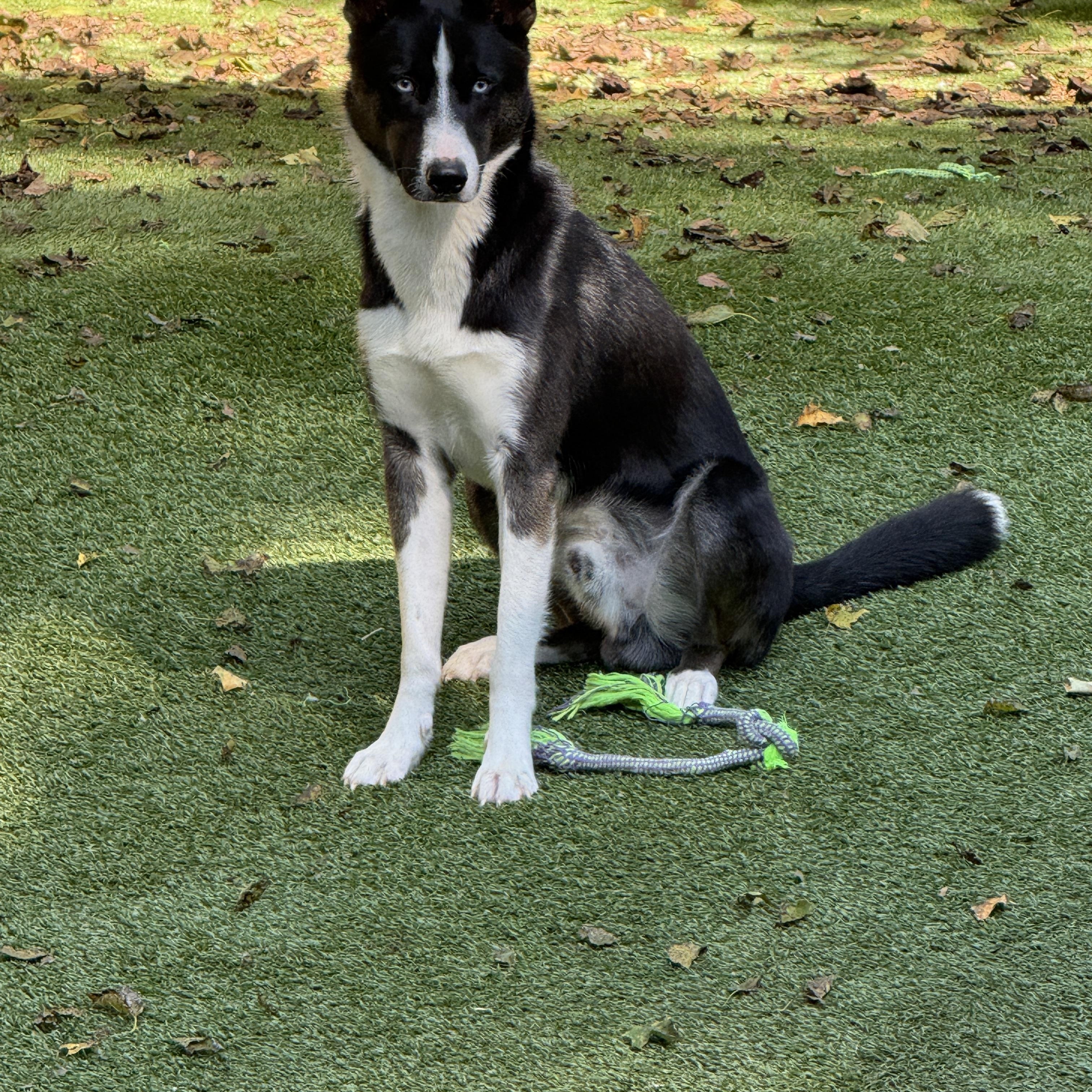 Rex, ADOPTABLE, Young Male Border Collie & Siberian Husky.