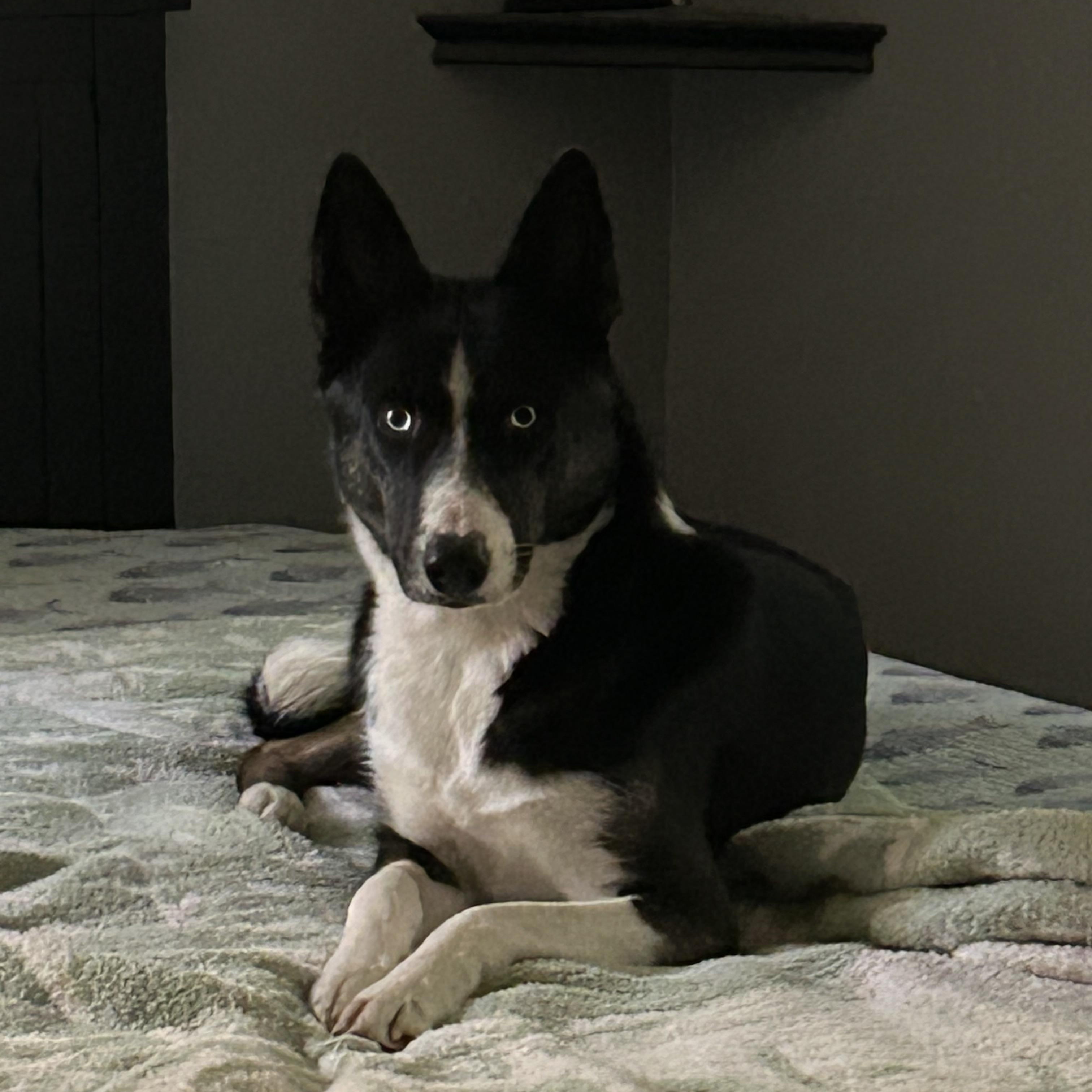 Enlarge Rex, a ADOPTABLE mixed breed in Cortlandt Manor, NY image 2/3