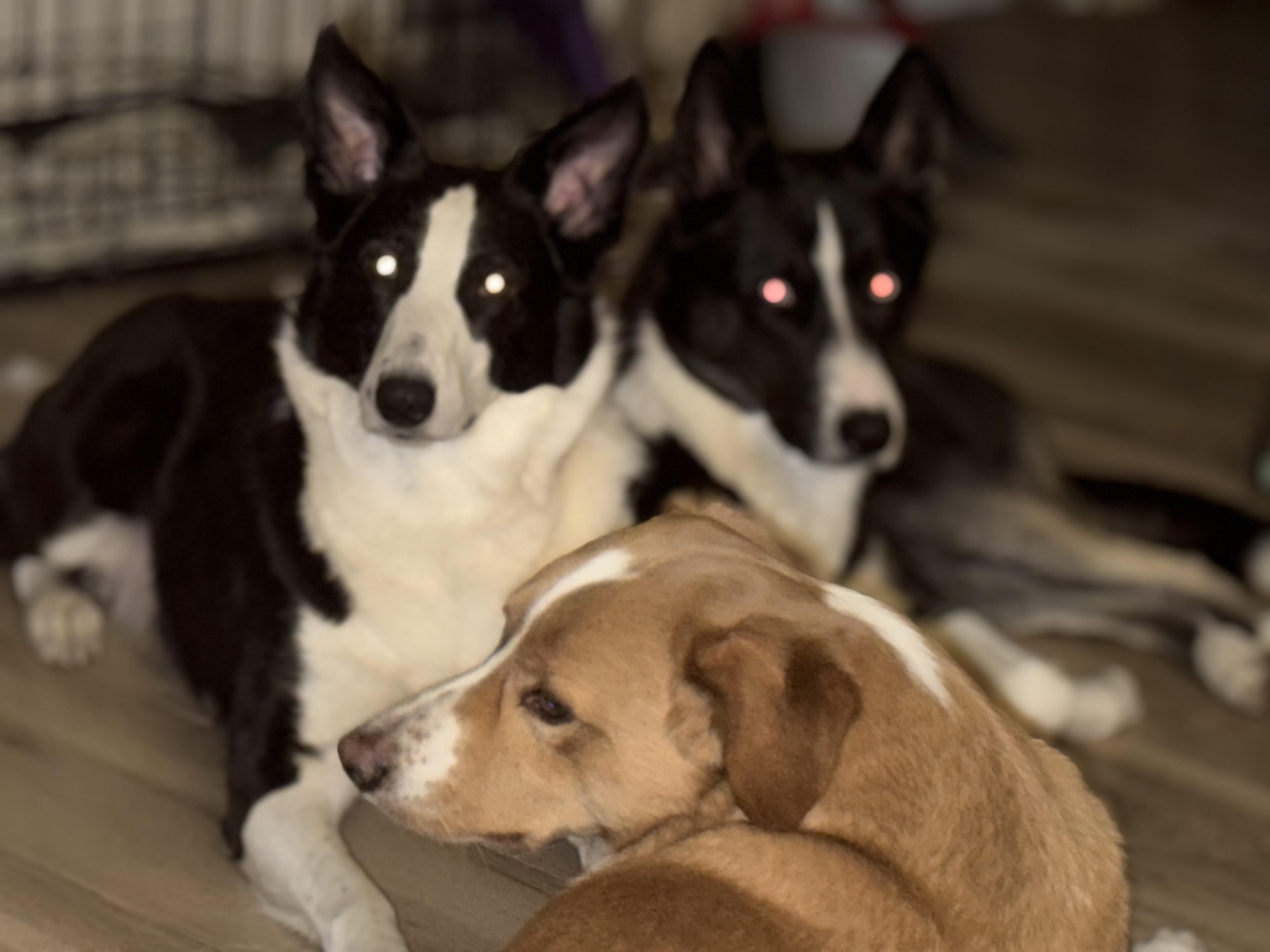 Enlarge Rex, a ADOPTABLE mixed breed in Cortlandt Manor, NY image 3/3