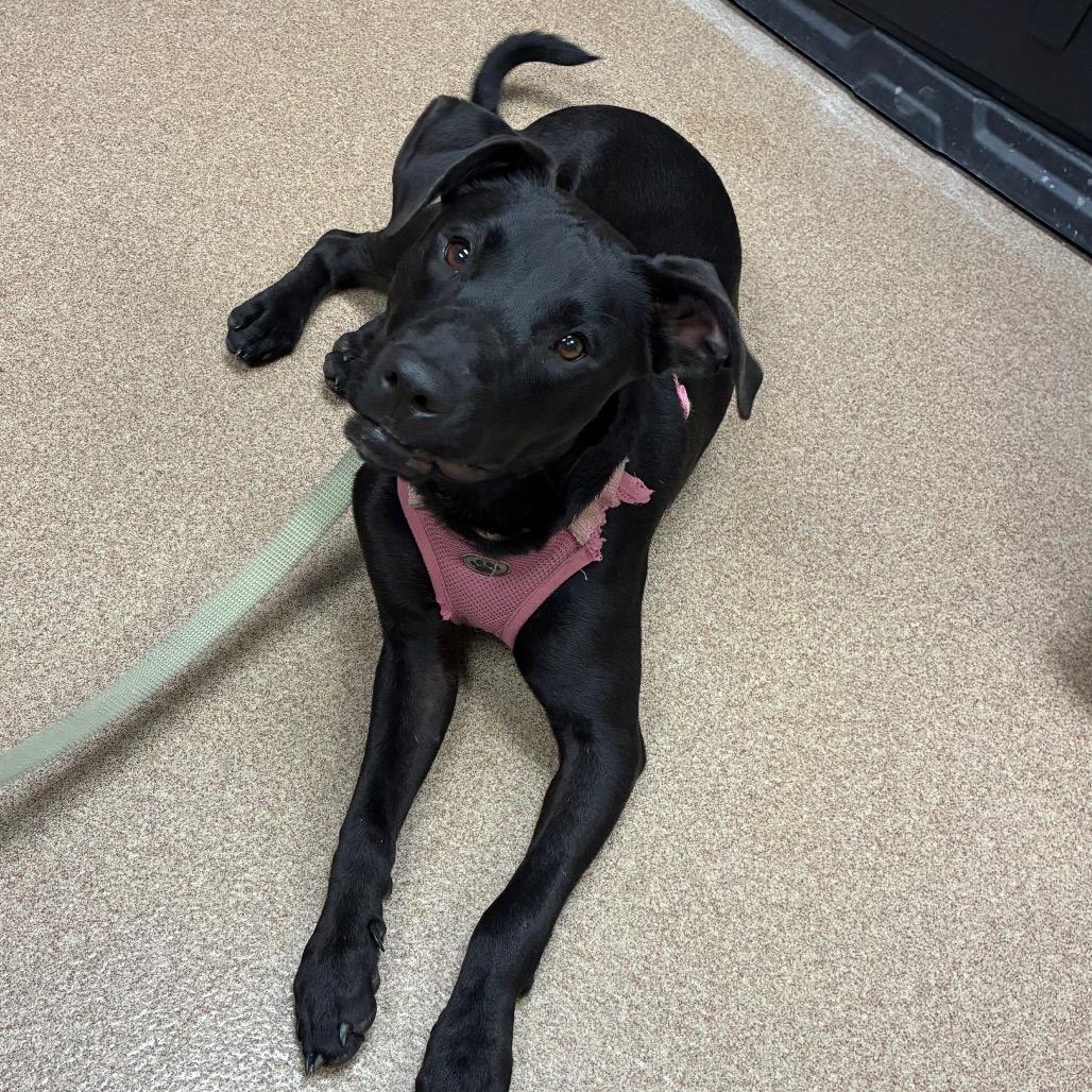 Crunchwrap, Adoptable, Adult Female Black Labrador Retriever.