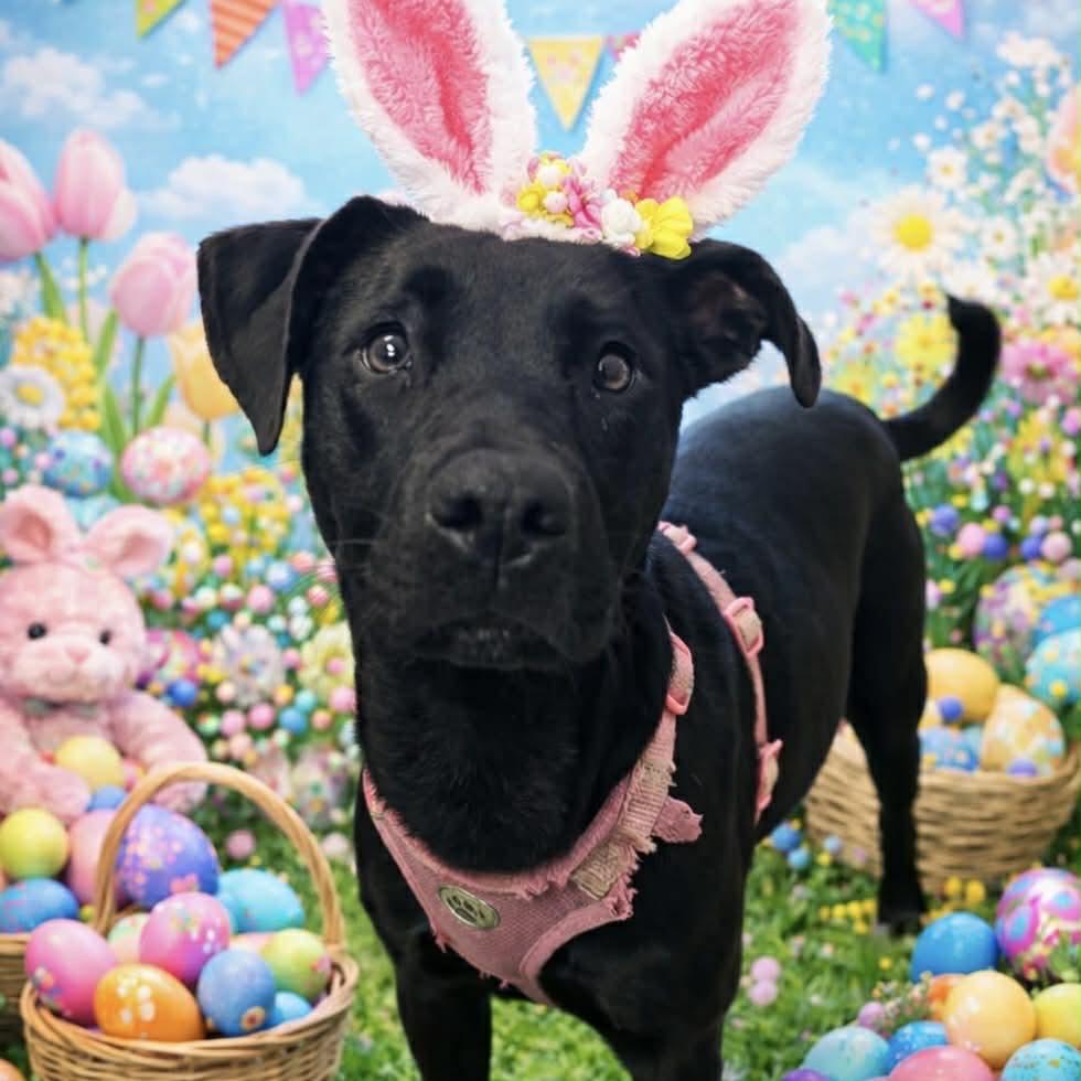 Enlarge Crunchwrap, a Adoptable Black Labrador Retriever in Hinesville, GA image 2/2