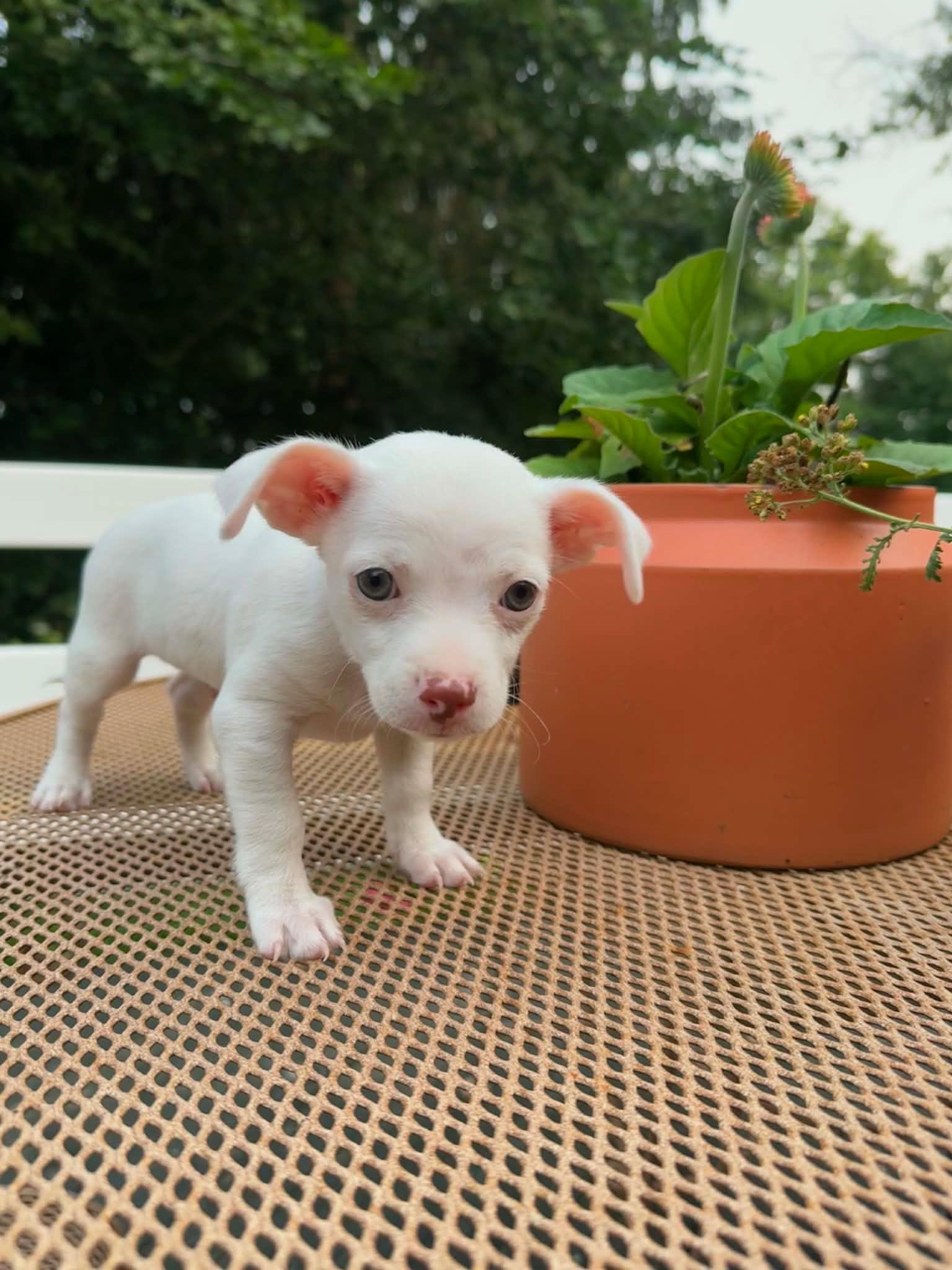 Enlarge Bruno, a Adoptable Chihuahua in Silver Spring, MD image 4/4