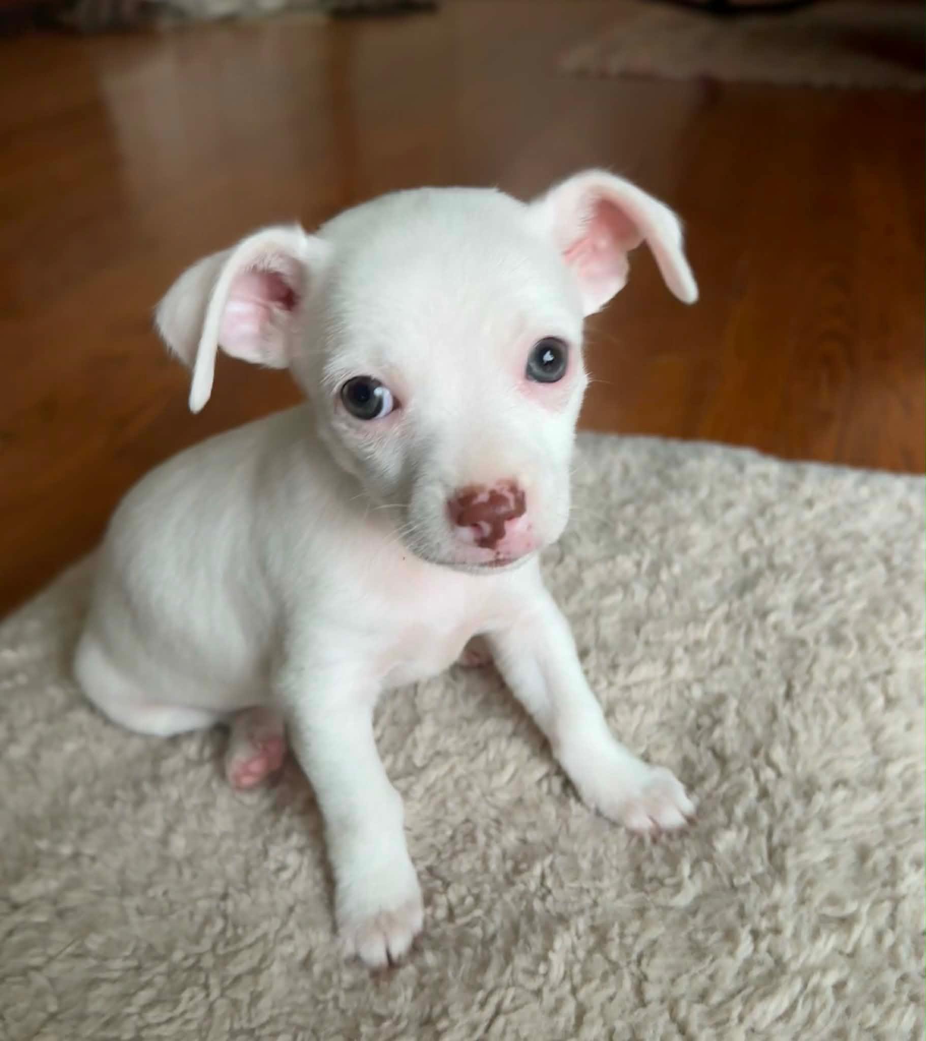 Bruno, Adoptable, Puppy Male Chihuahua.