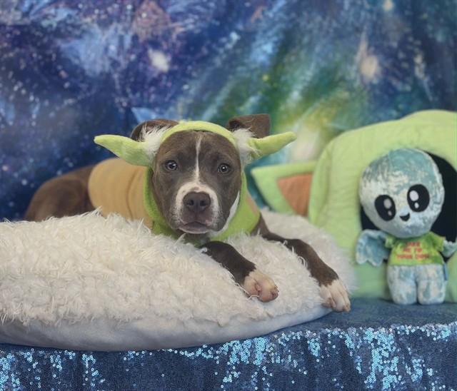 CLARICE, Adoptable, Young Female Pit Bull Terrier.