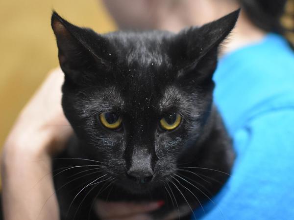 Kylo, Adoptable, Young Male Domestic Short Hair.