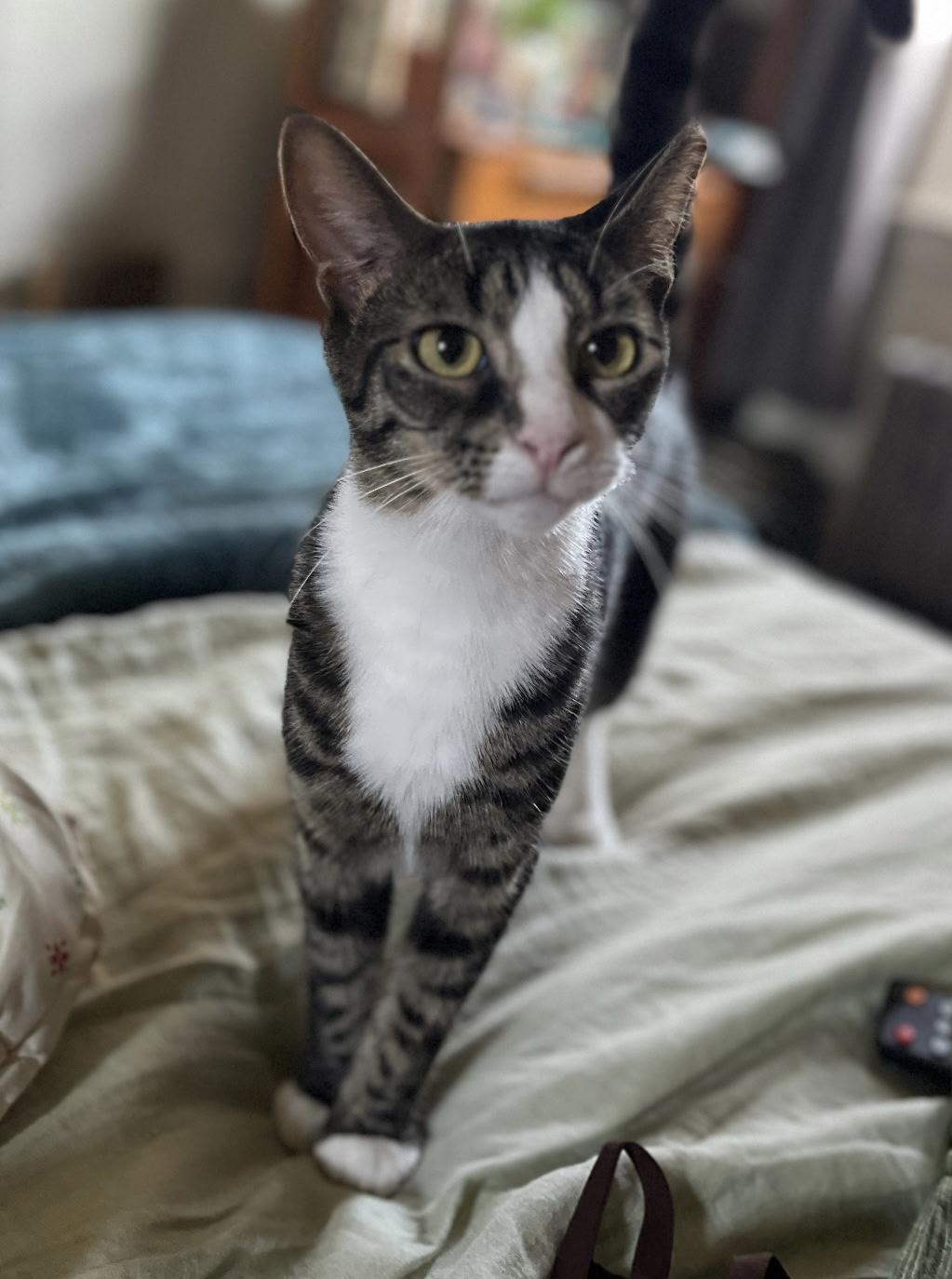 Enlarge Saturday, a Adoptable Domestic Short Hair in East Hanover, NJ image 1/3