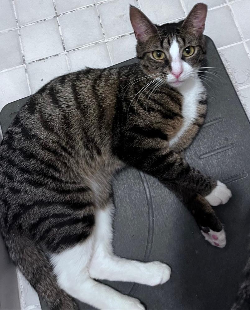 Saturday, Adoptable, Kitten Male Domestic Short Hair.