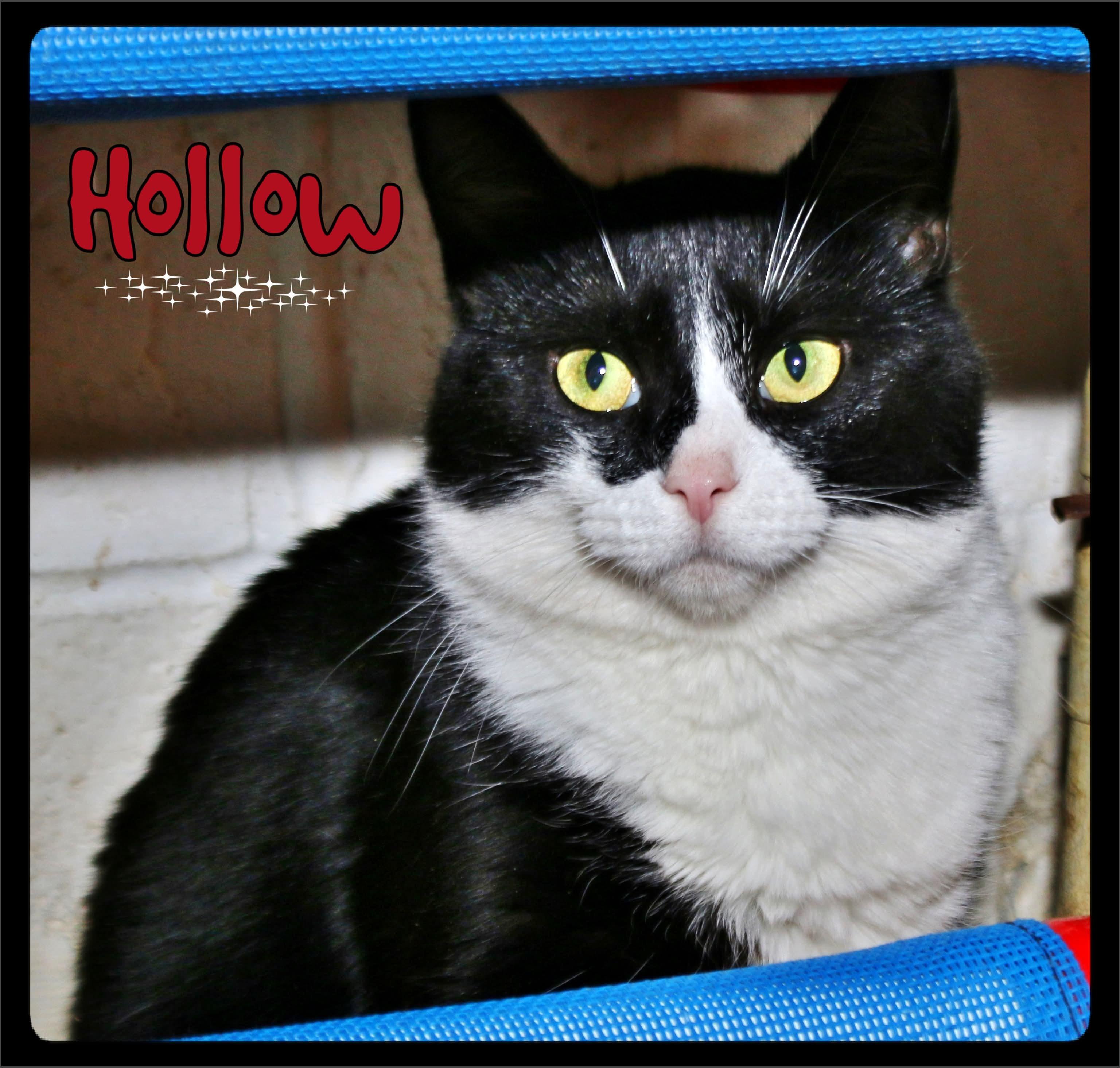 Hollow, a Adoptable Domestic Short Hair in Shippenville, PA image 5/5
