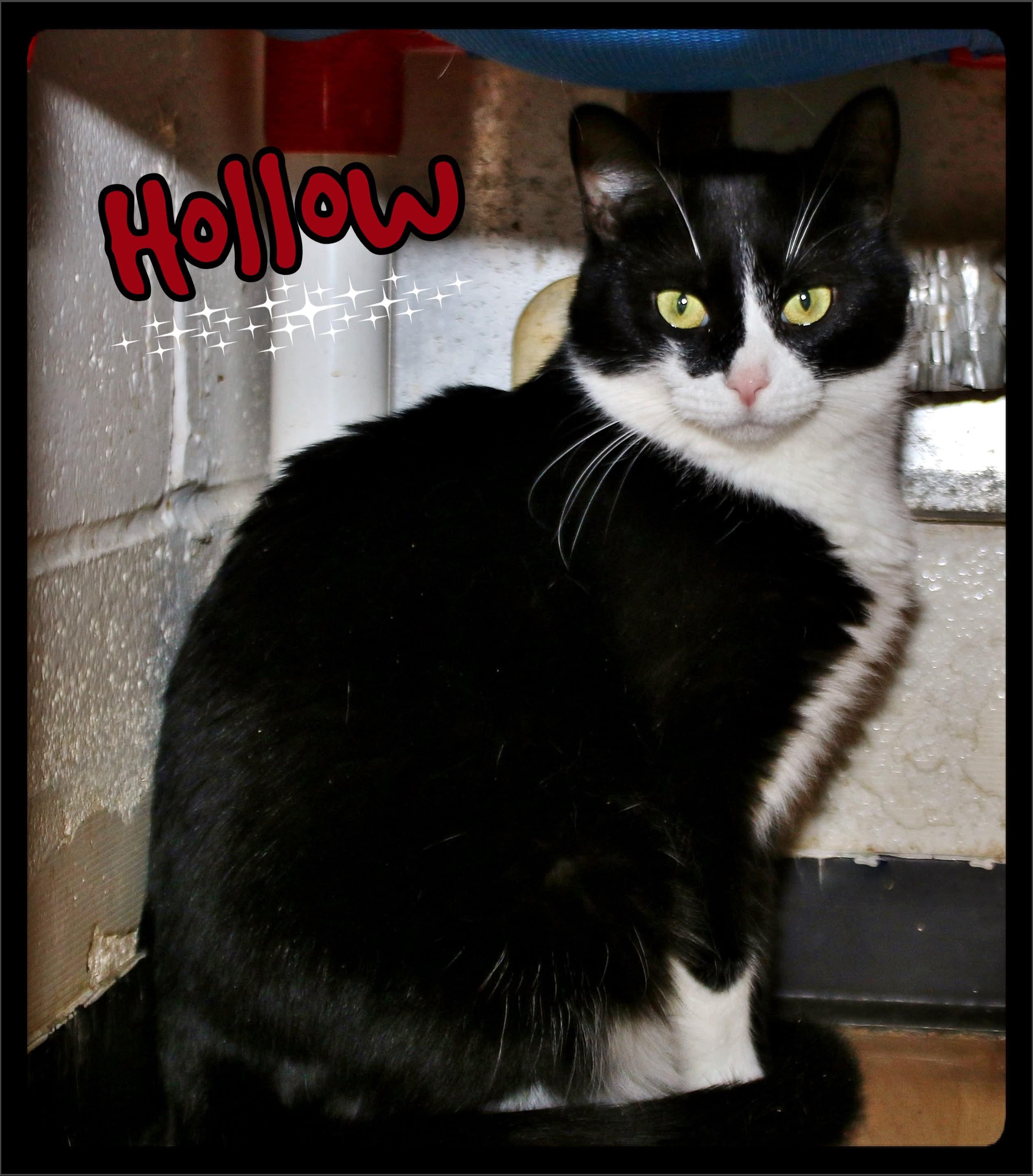 Hollow, a Adoptable Domestic Short Hair in Shippenville, PA image 1/5