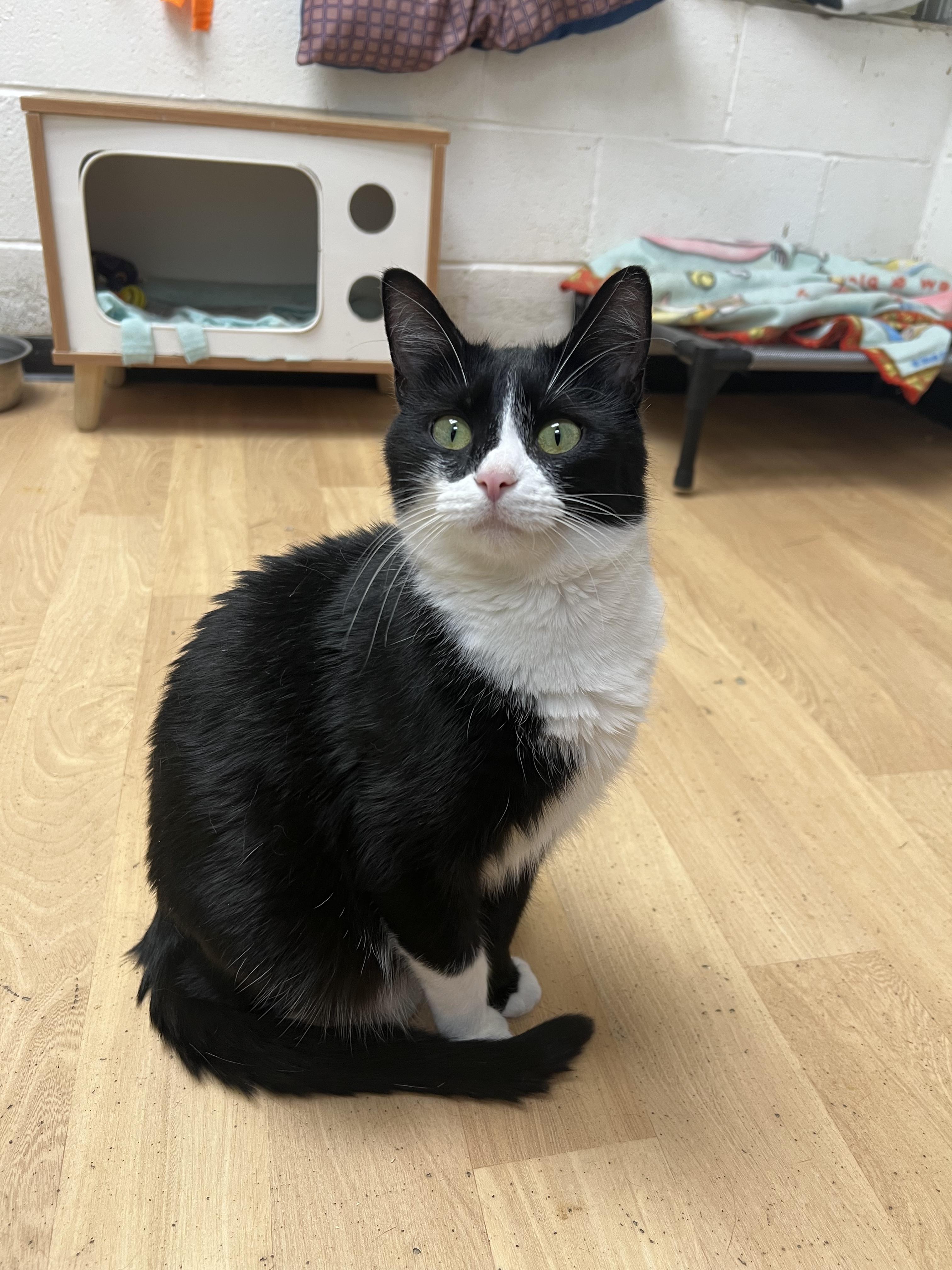 Hollow, a Adoptable Domestic Short Hair in Shippenville, PA image 3/5