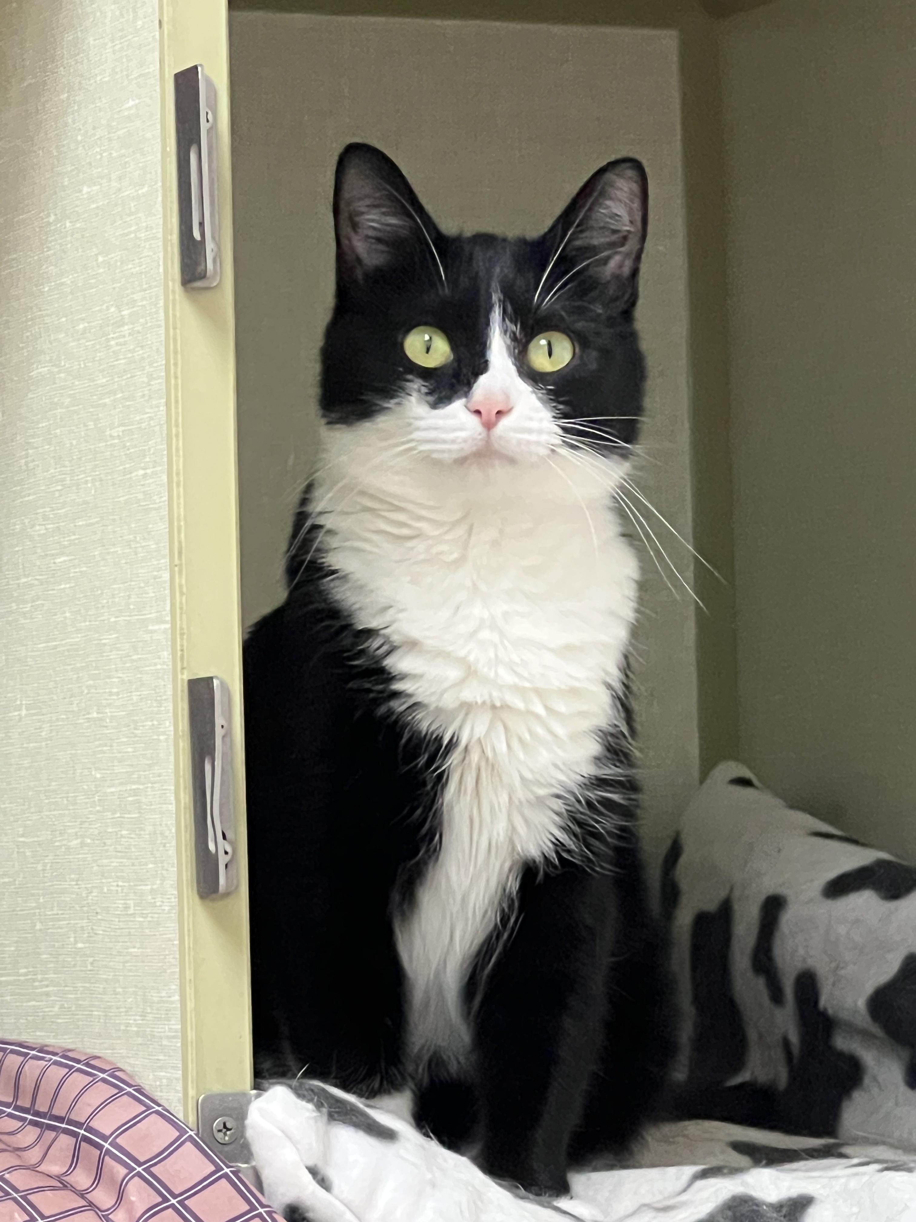 Hollow, a Adoptable Domestic Short Hair in Shippenville, PA image 4/5