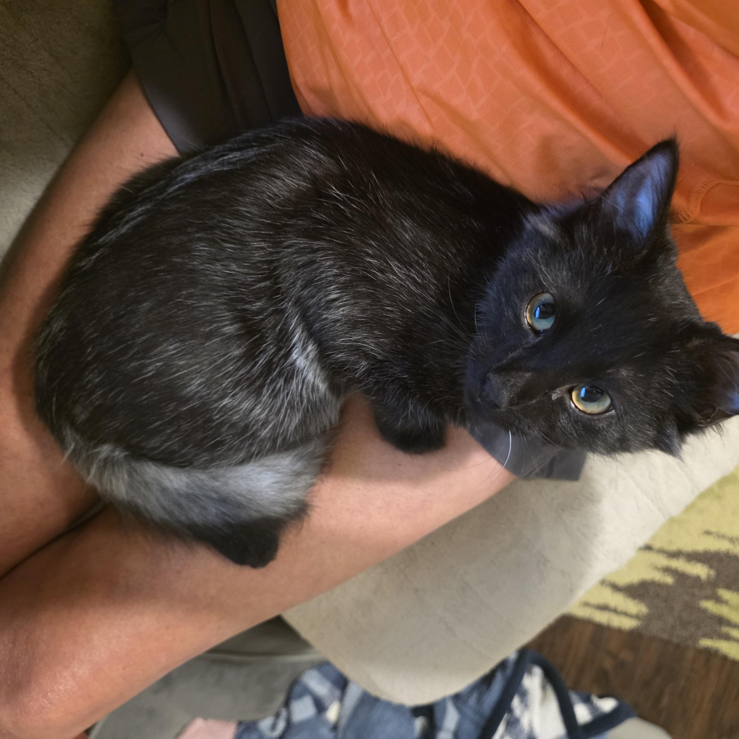 Phoenix, Adopted, Young Male Domestic Medium Hair.