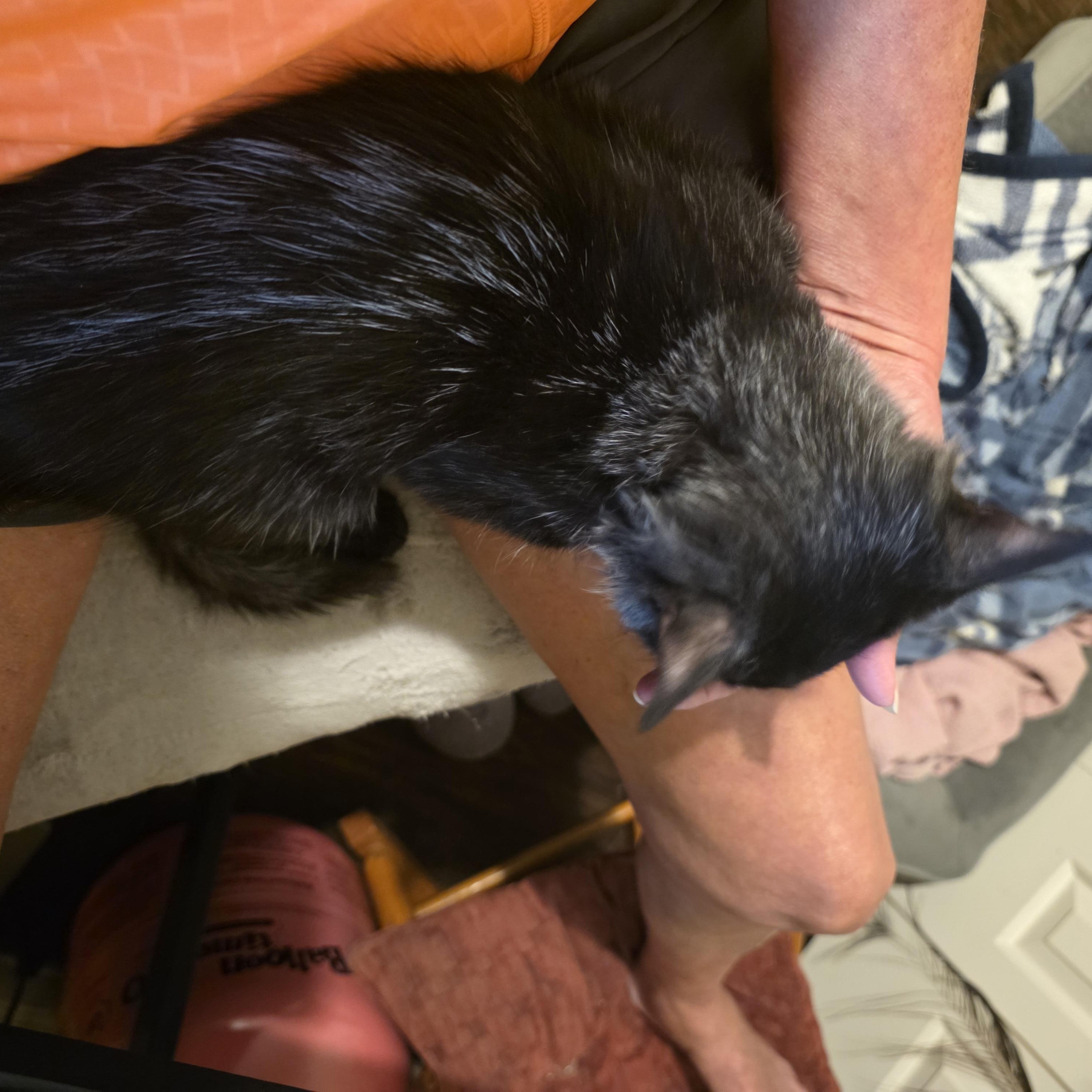 Phoenix, a Adopted mixed breed in OLD HICKORY, TN image 3/5