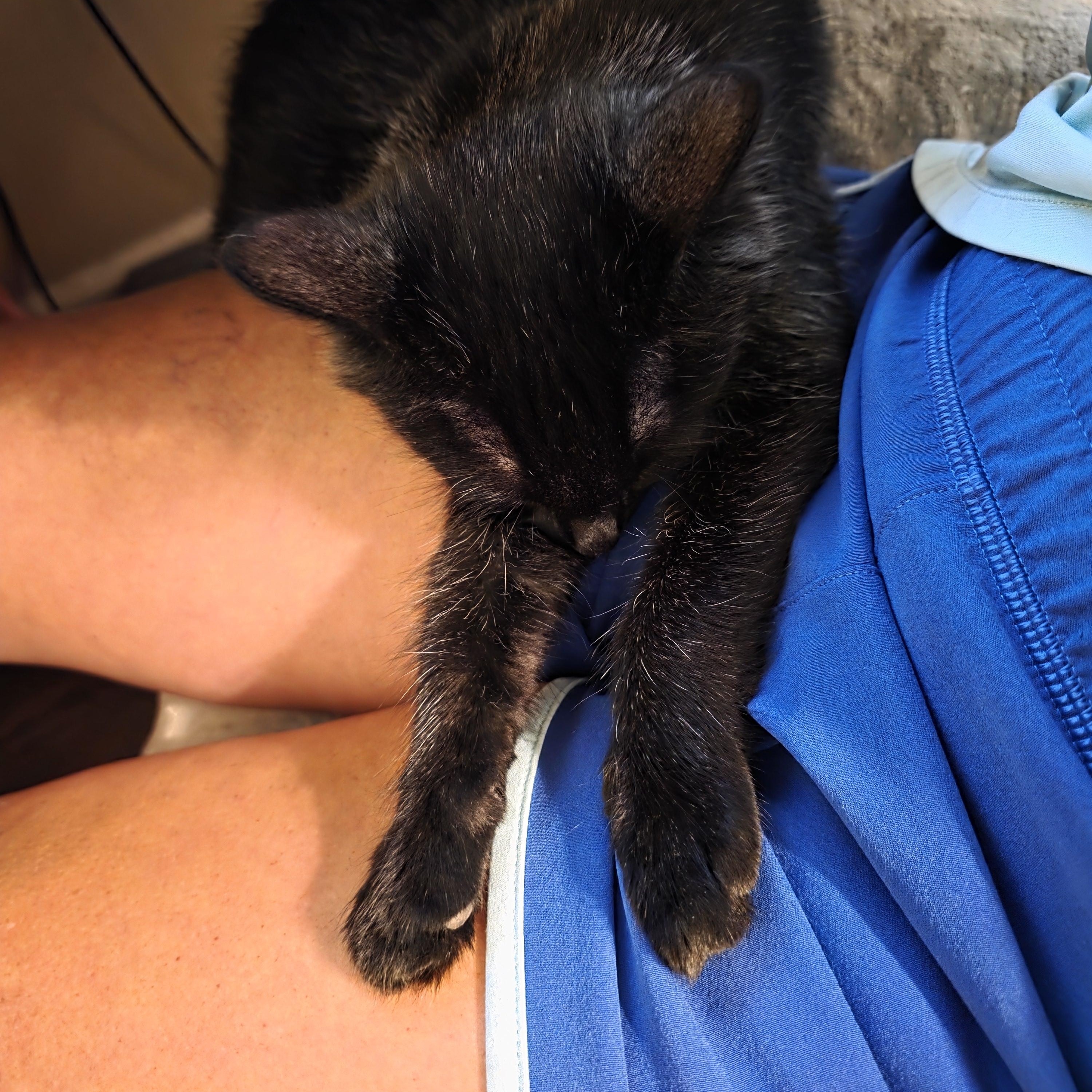 Phoenix, a Adopted mixed breed in OLD HICKORY, TN image 4/5