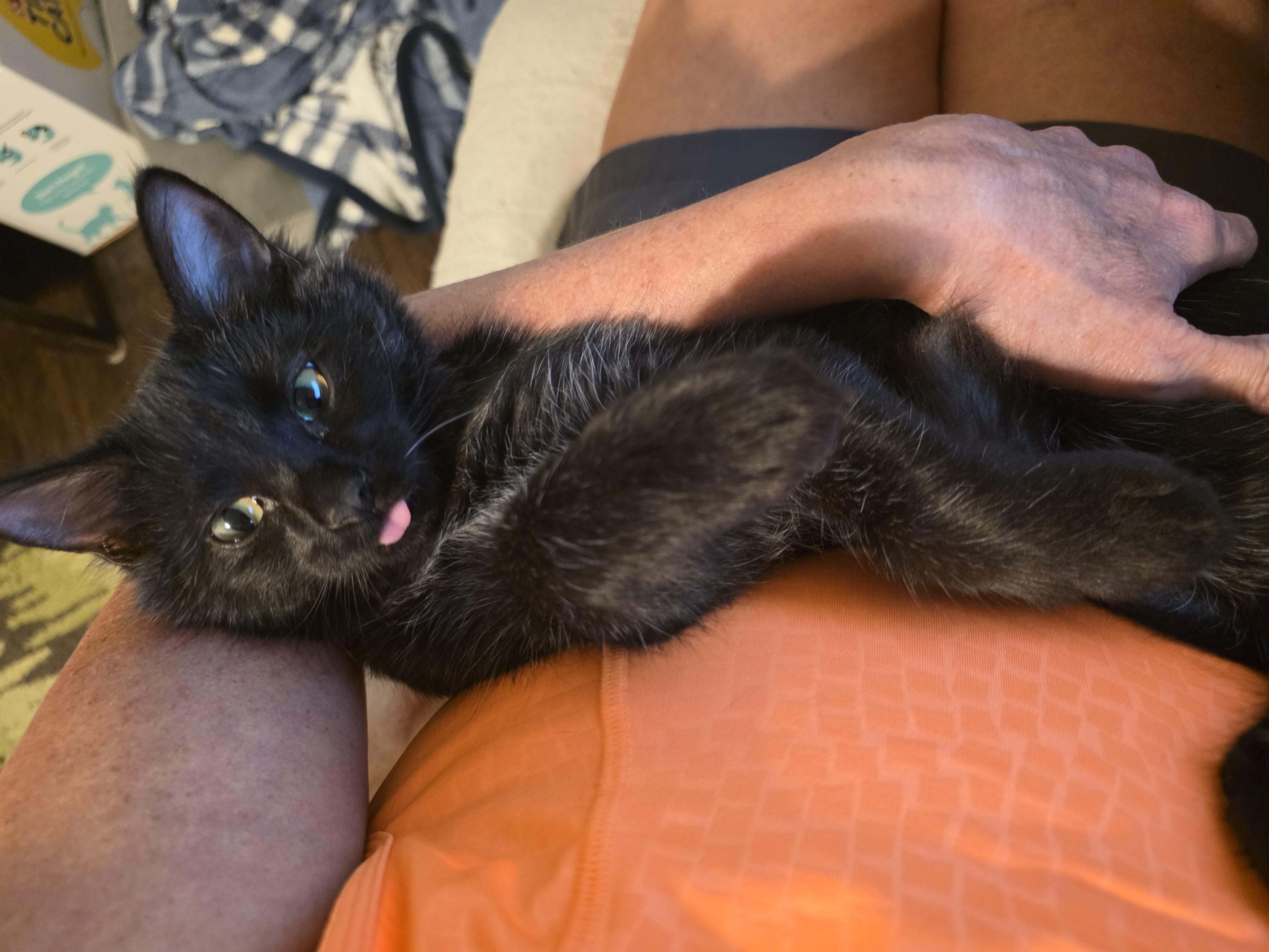 Phoenix, a Adopted mixed breed in OLD HICKORY, TN image 5/5