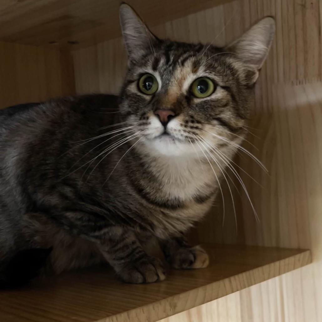 Velvet, Adoptable, Adult Female Domestic Short Hair.