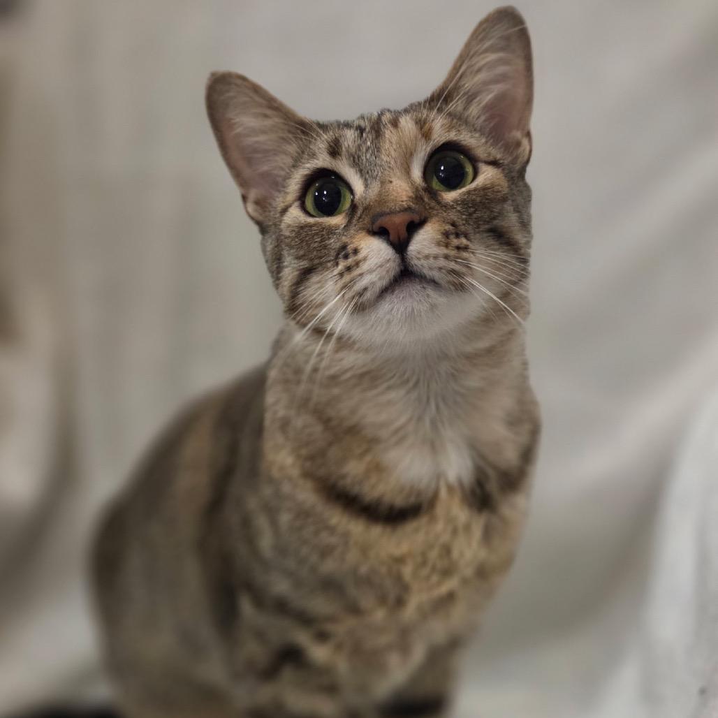 Enlarge Velvet, a Adoptable Domestic Short Hair in Yucca Valley, CA image 2/2