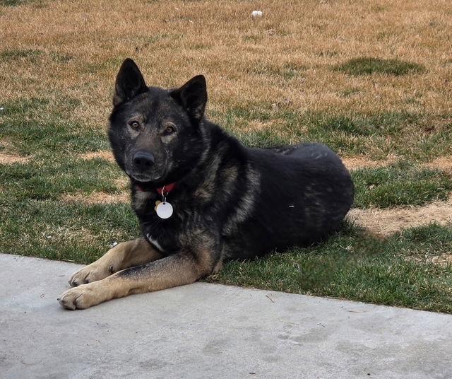 Tyson aka Wolfie, Adoptable, Adult Male German Shepherd Dog.