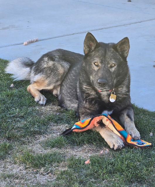 Enlarge Tyson aka Wolfie, a Adoptable German Shepherd Dog in Midway, UT image 2/3