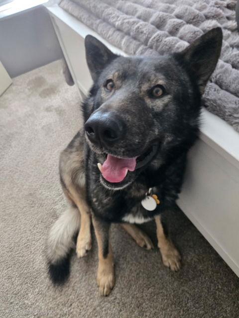 Enlarge Tyson aka Wolfie, a Adoptable German Shepherd Dog in Midway, UT image 3/3