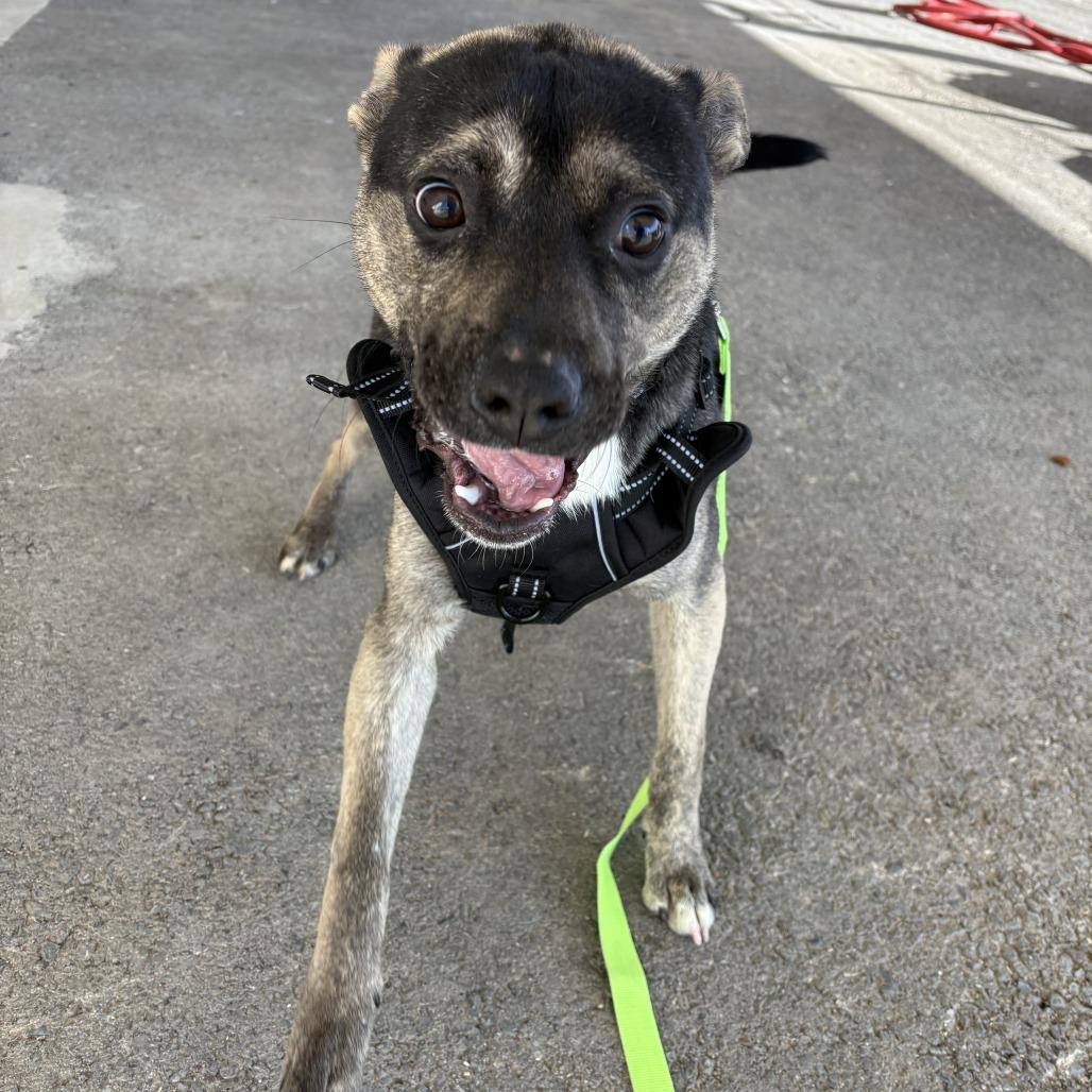 Kai, Adoptable, Young Male Mixed Breed.