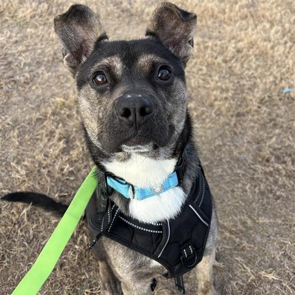 Enlarge Kai, a Adoptable Mixed Breed in Bentonville, AR image 3/6