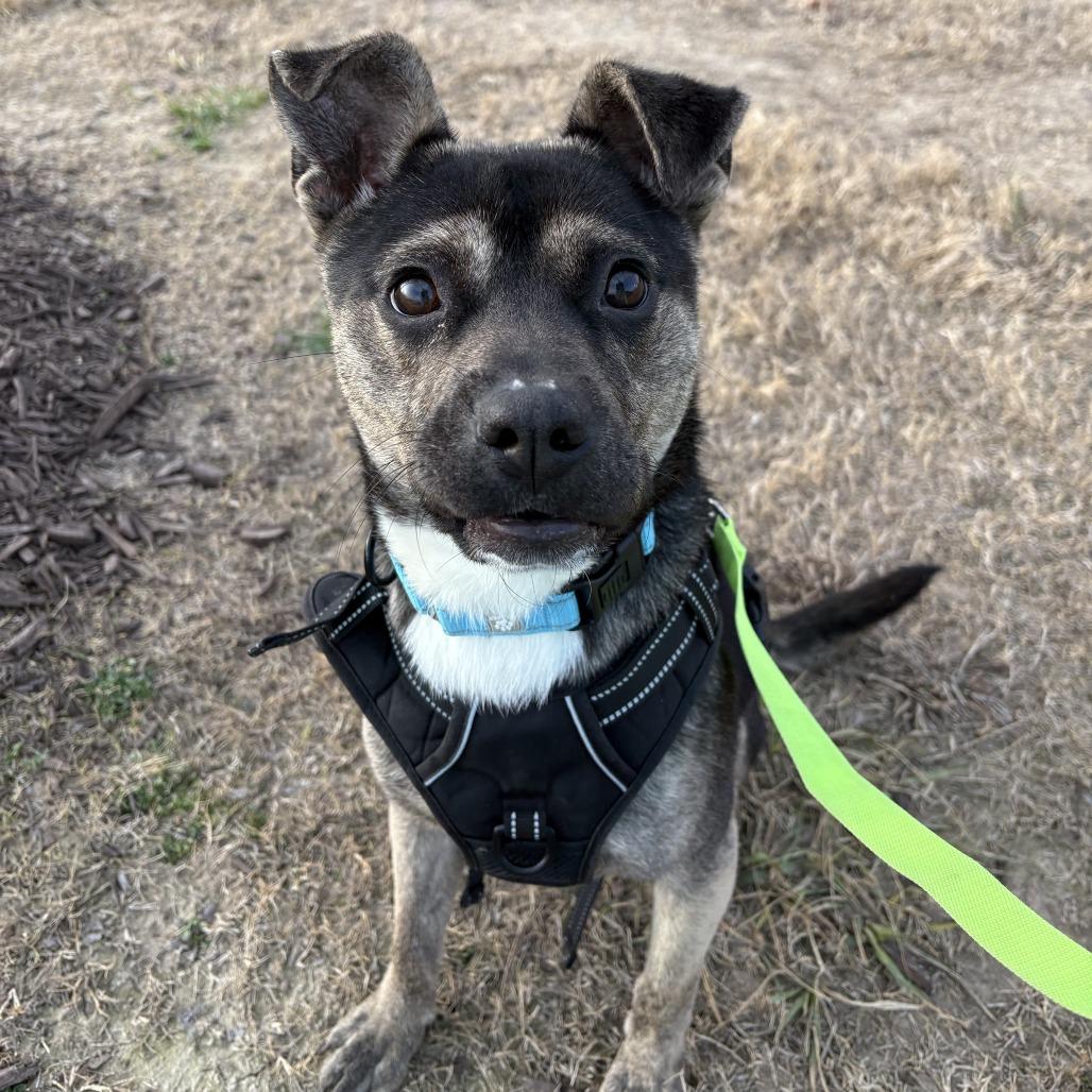 Enlarge Kai, a Adoptable Mixed Breed in Bentonville, AR image 6/6