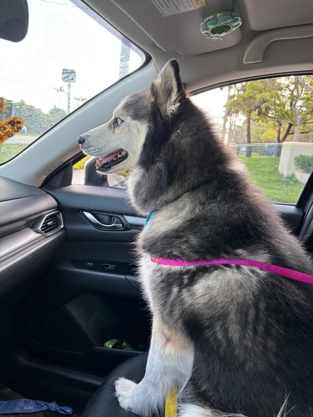 Enlarge Tyler, a ADOPTABLE Siberian Husky in Pembroke Pines, FL image 3/6