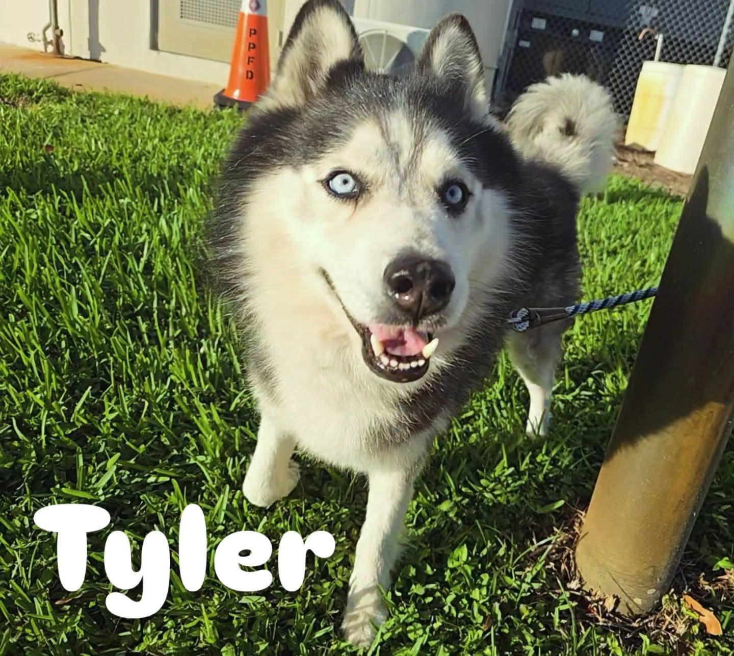 Enlarge Tyler, a ADOPTABLE Siberian Husky in Pembroke Pines, FL image 5/6